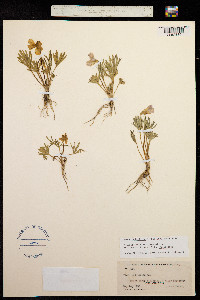 Viola pedatifida image