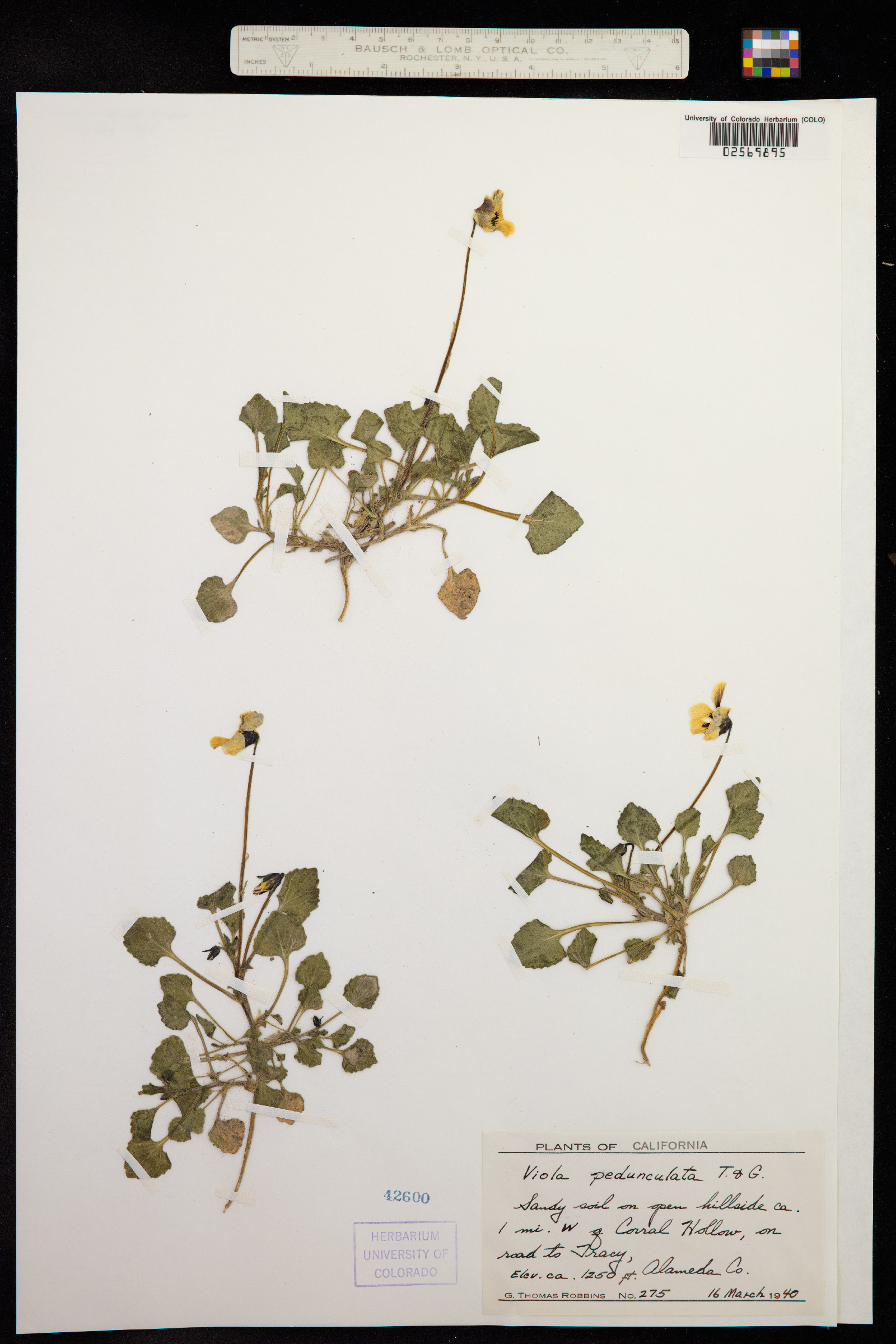 Viola pedunculata image