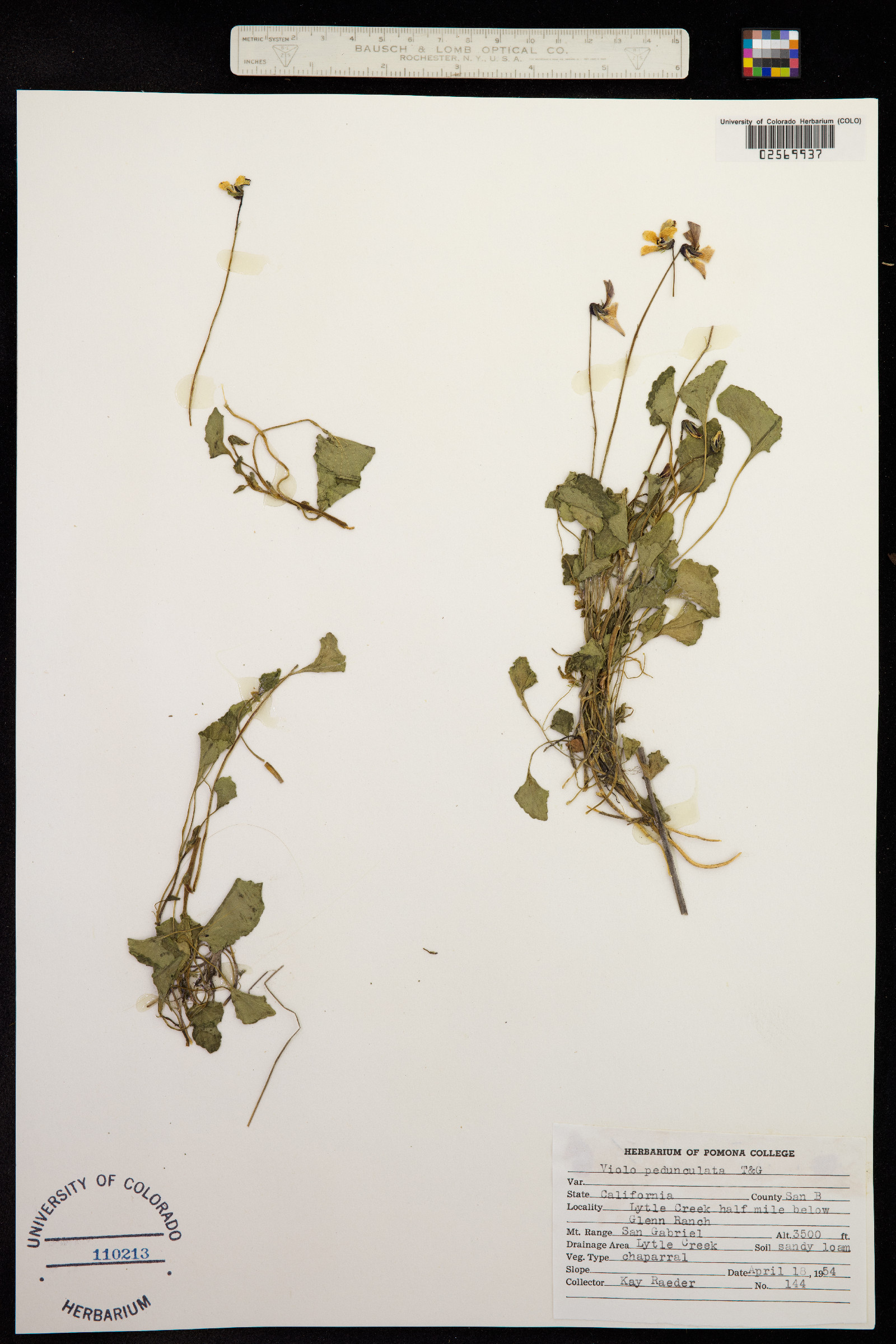 Viola pedunculata image