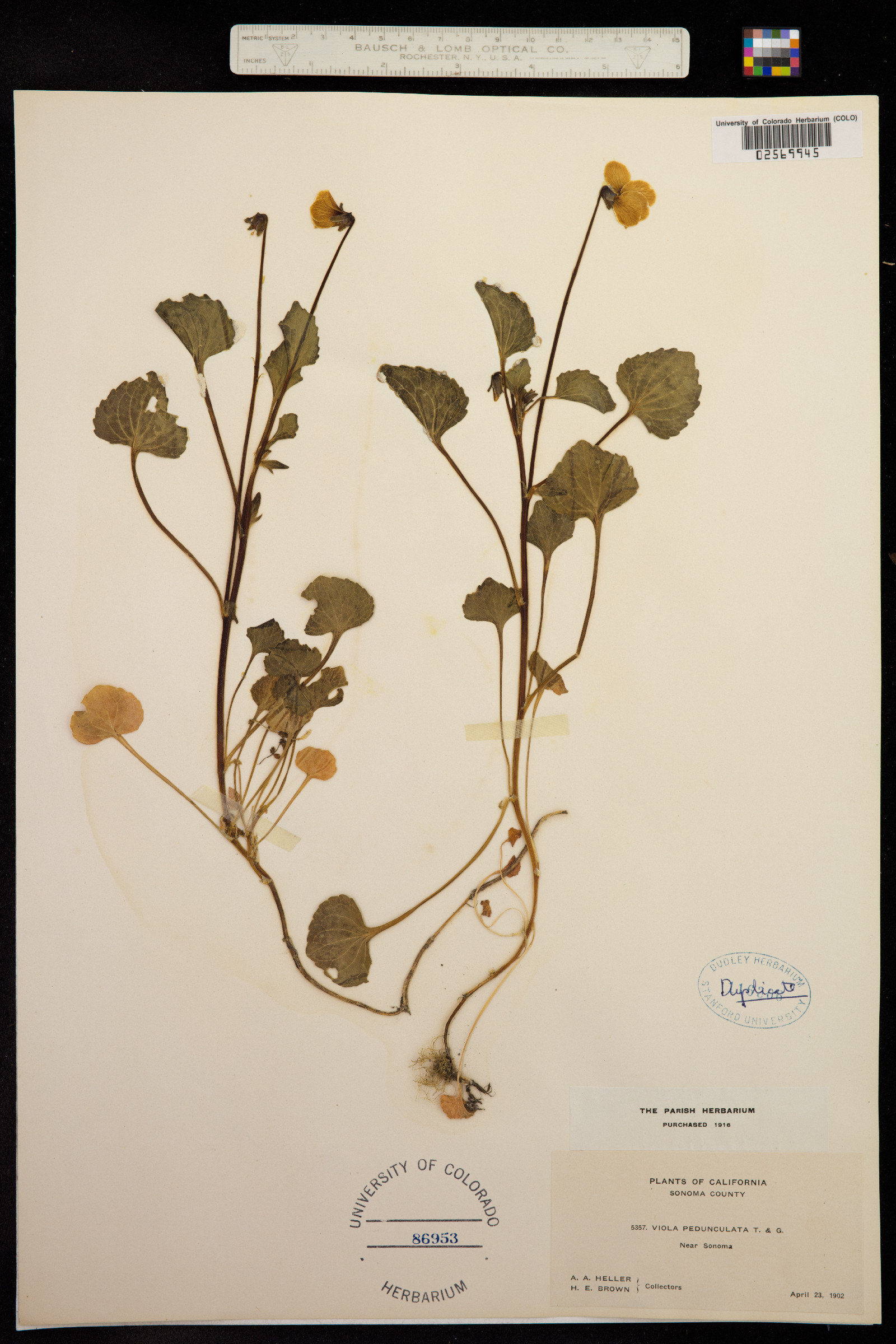 Viola pedunculata image