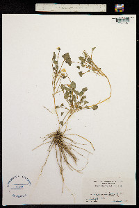 Image of Viola pedunculata