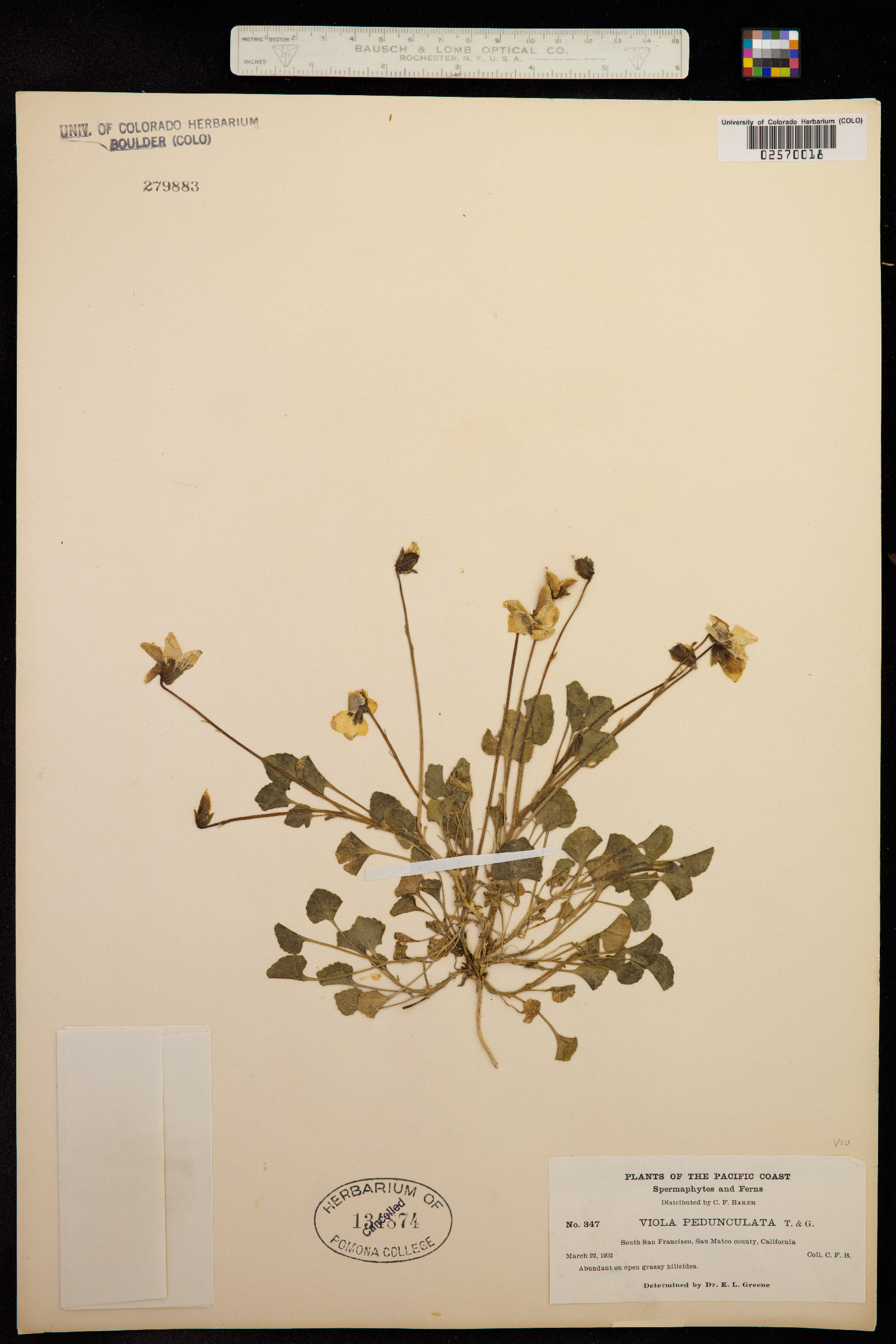 Viola pedunculata image