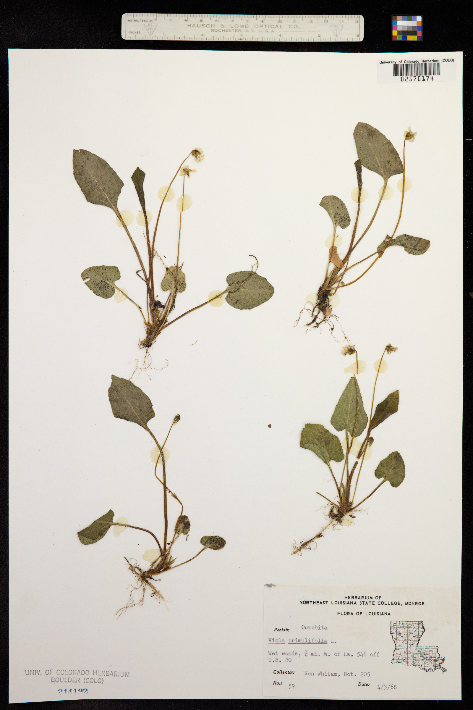 Viola primulifolia image