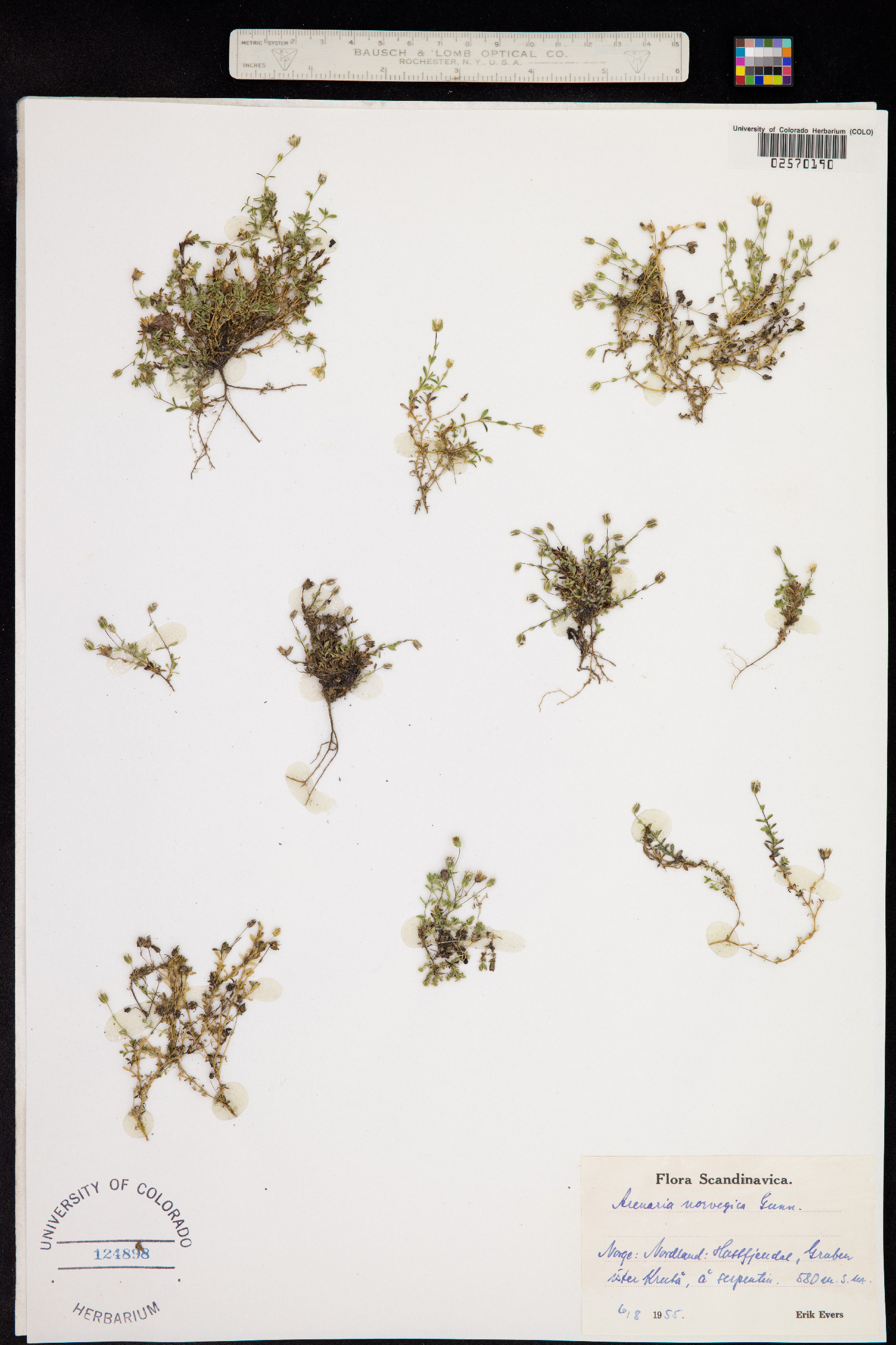 Arenaria norvegica image