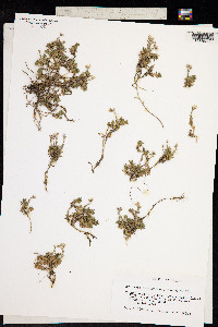 Image of Arenaria purpurascens