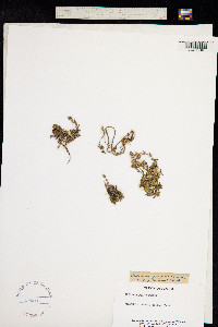Arenaria purpurascens image