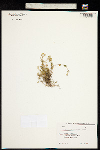 Image of Arenaria rotundifolia