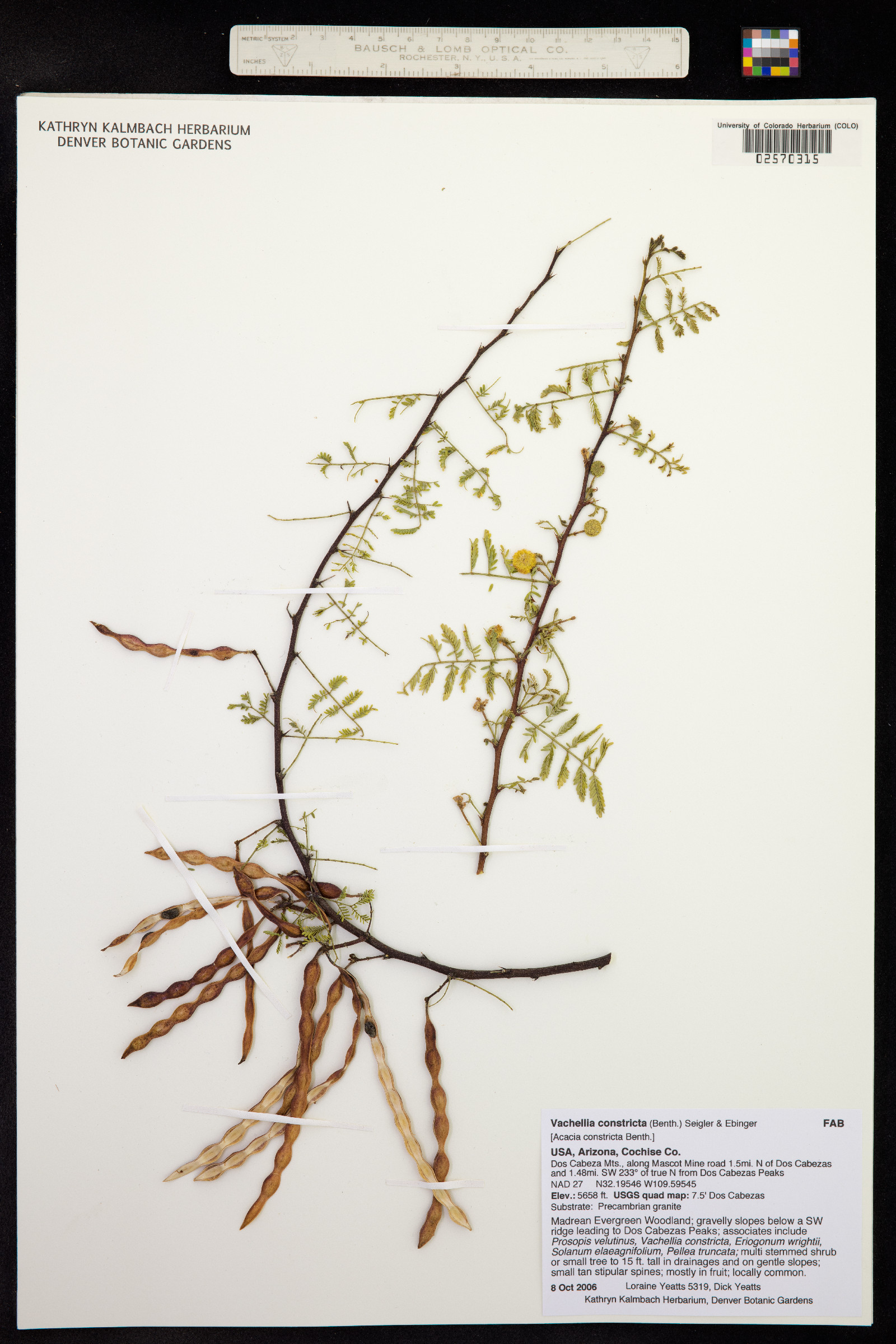 Vachellia constricta image