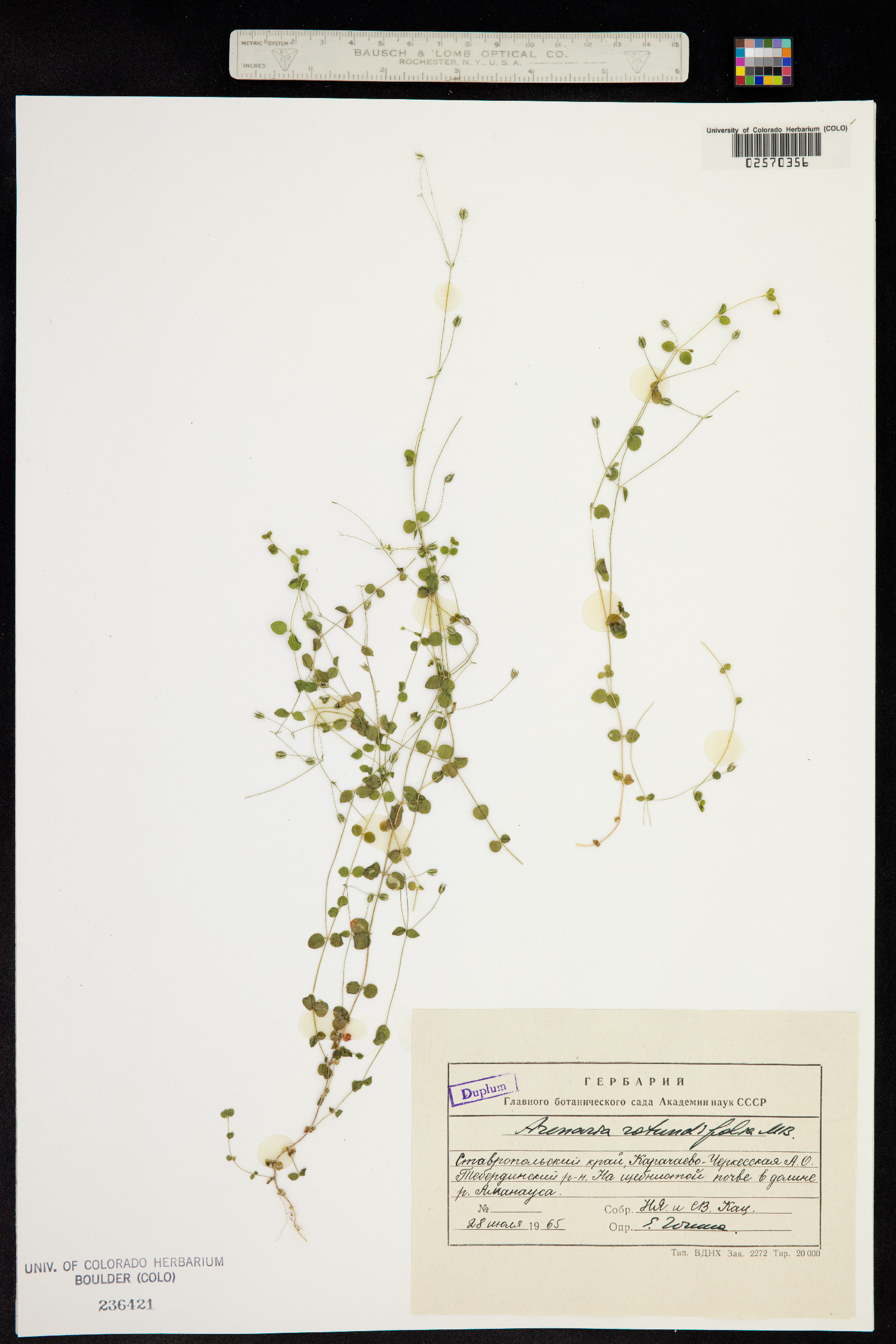 Arenaria rotundifolia image