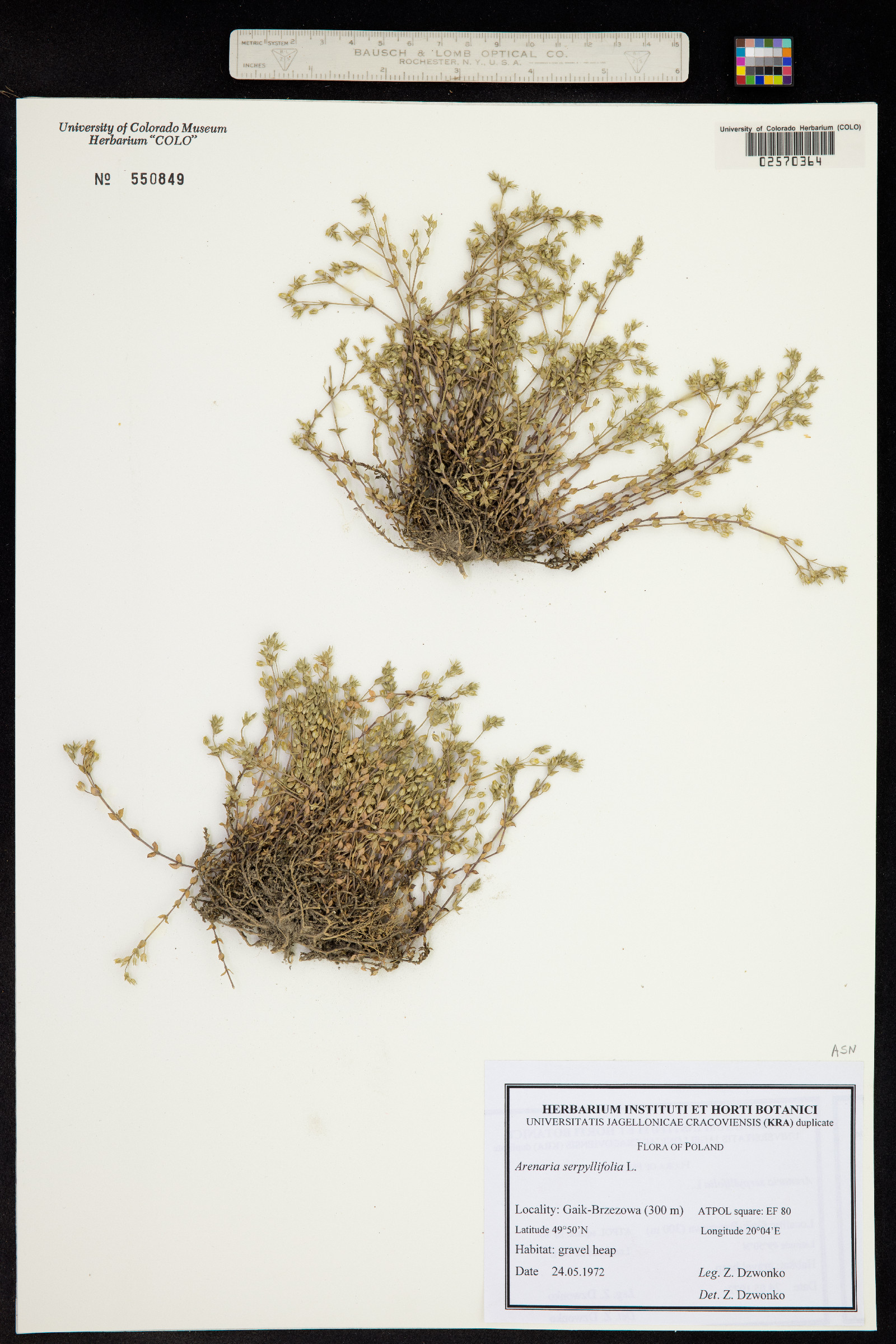 Arenaria serpyllifolia image