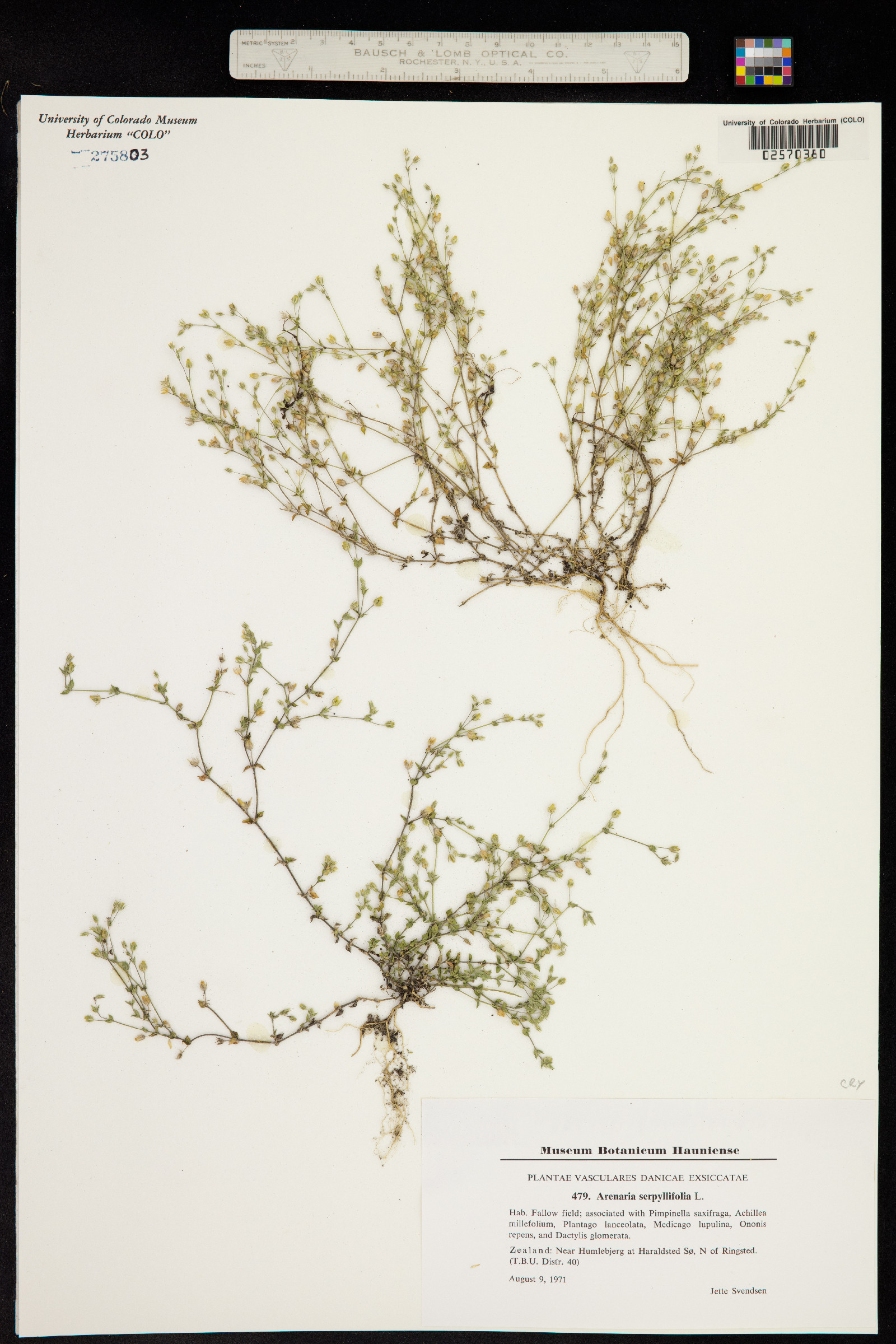 Arenaria serpyllifolia image