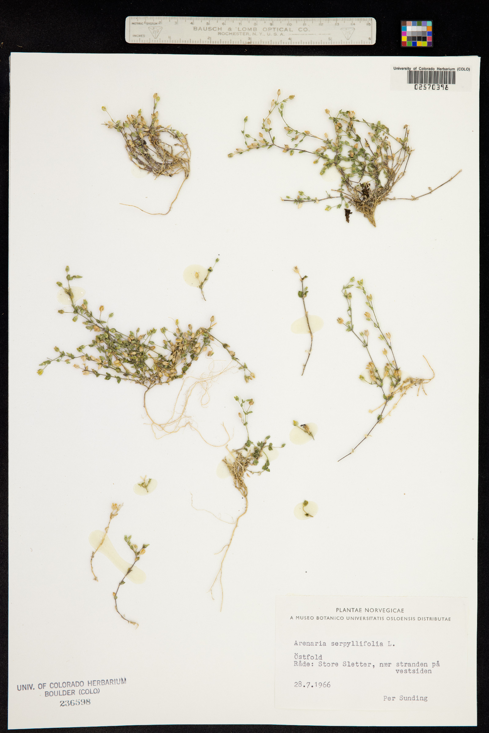 Arenaria serpyllifolia image