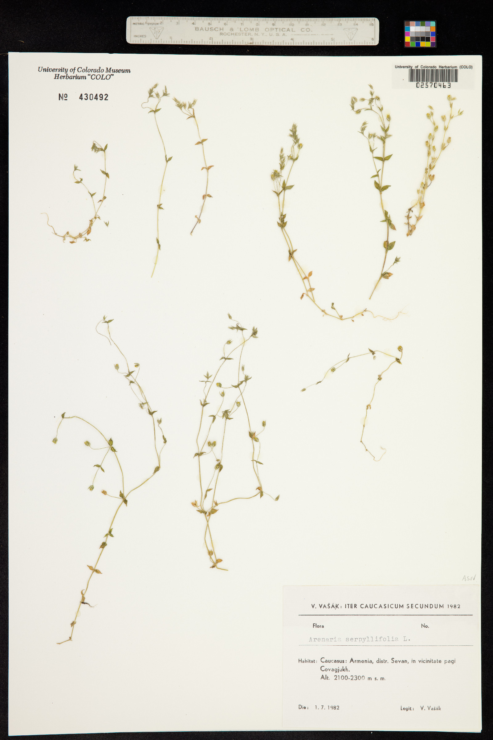 Arenaria image