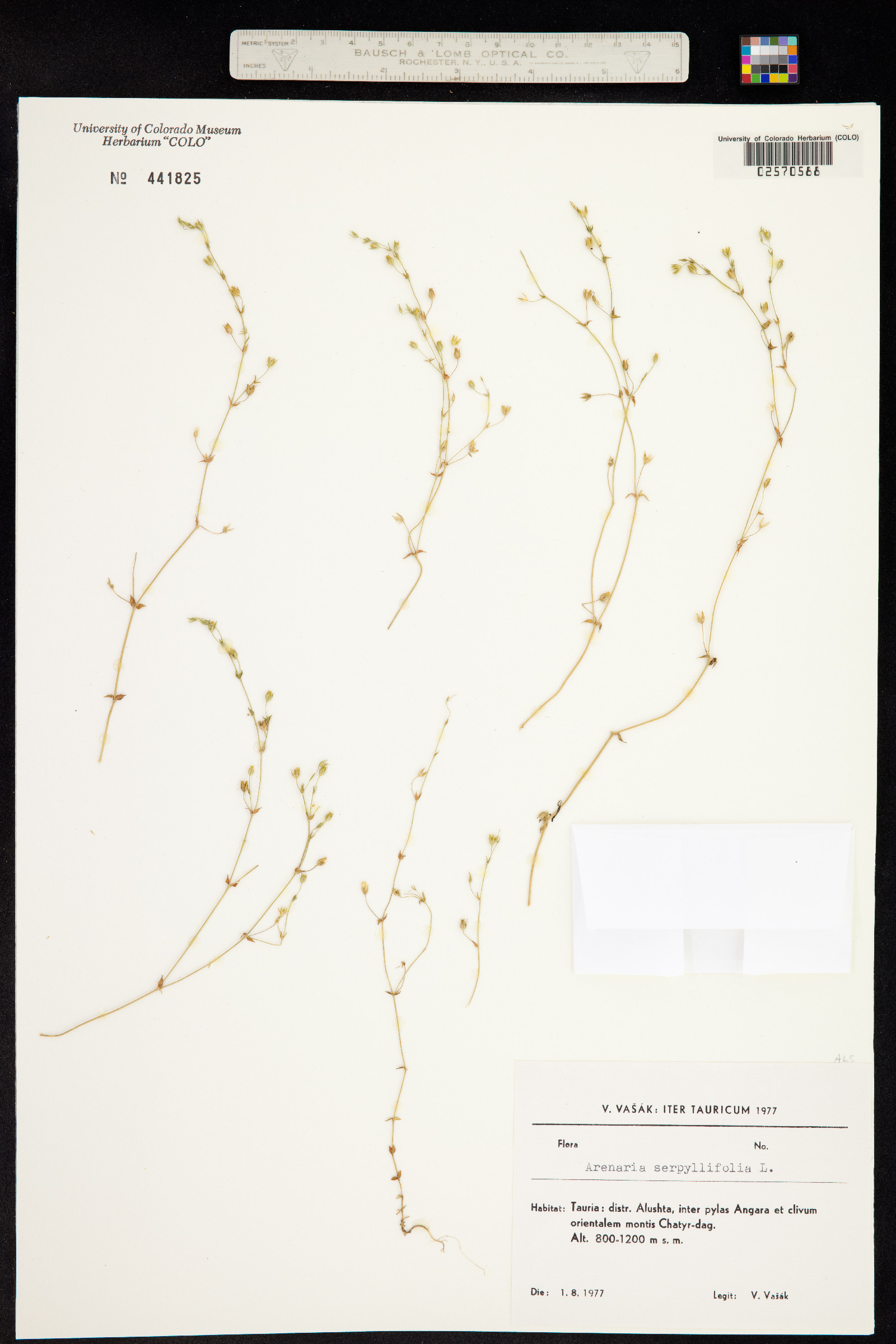 Arenaria serpyllifolia image