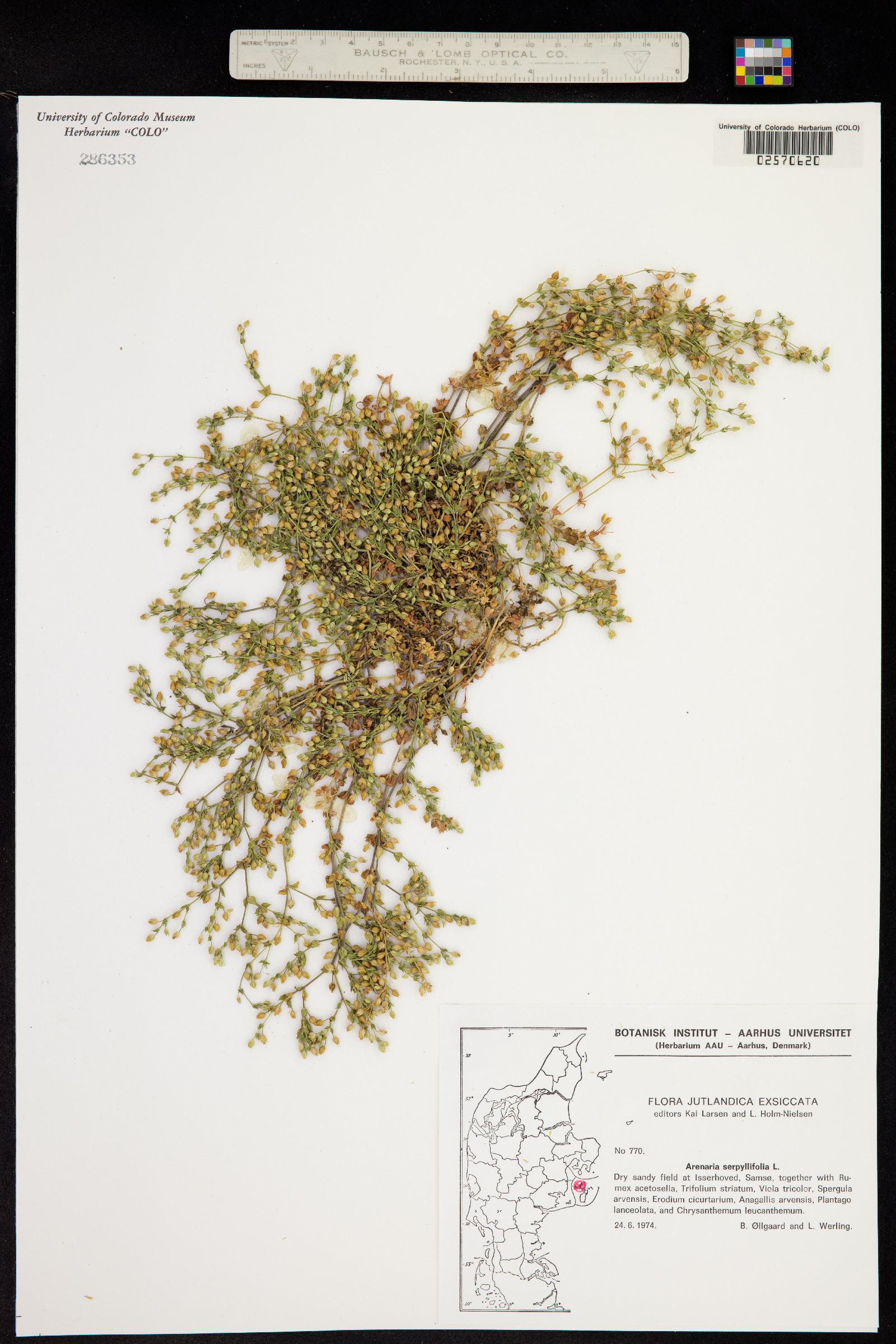 Arenaria serpyllifolia image