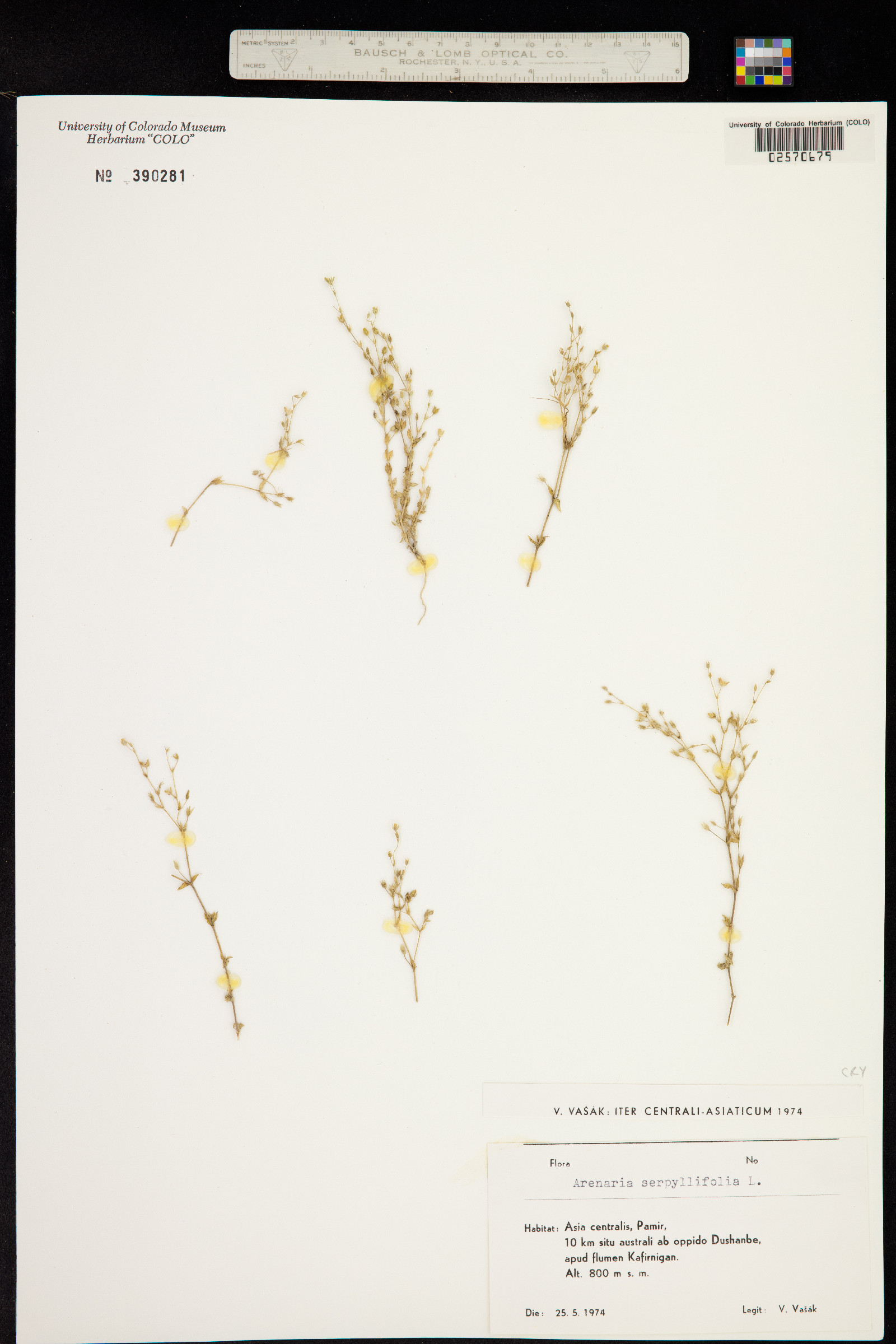 Arenaria serpyllifolia image