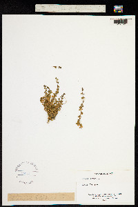 Arenaria biflora image
