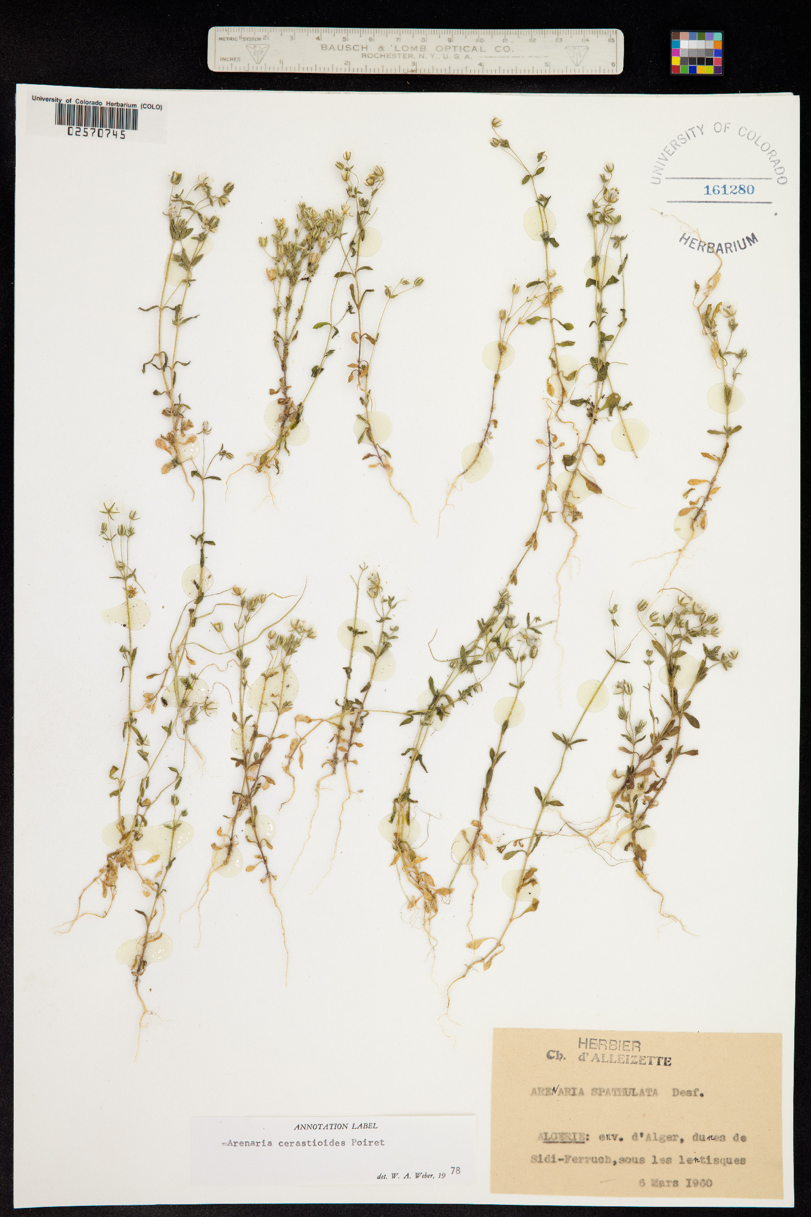 Arenaria cerastioides image