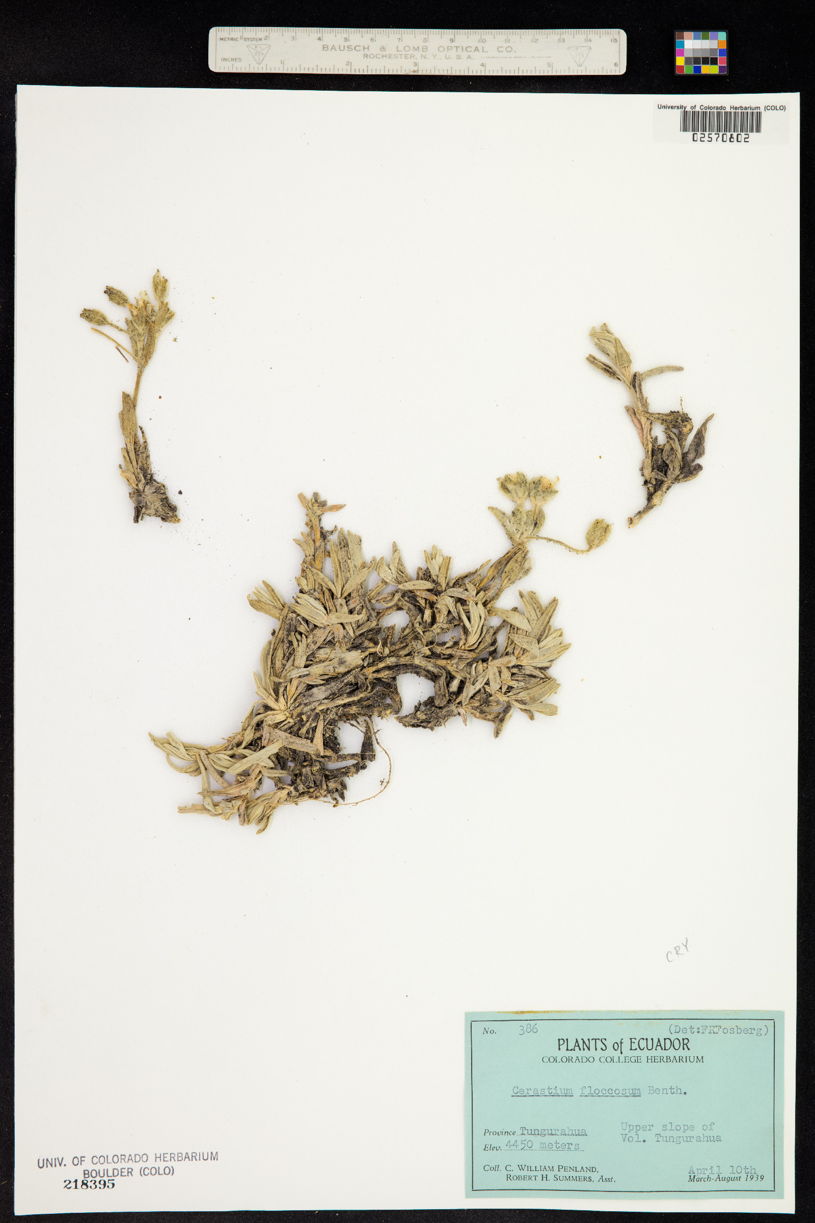 Cerastium floccosum image