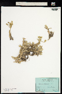 Image of Cerastium floccosum