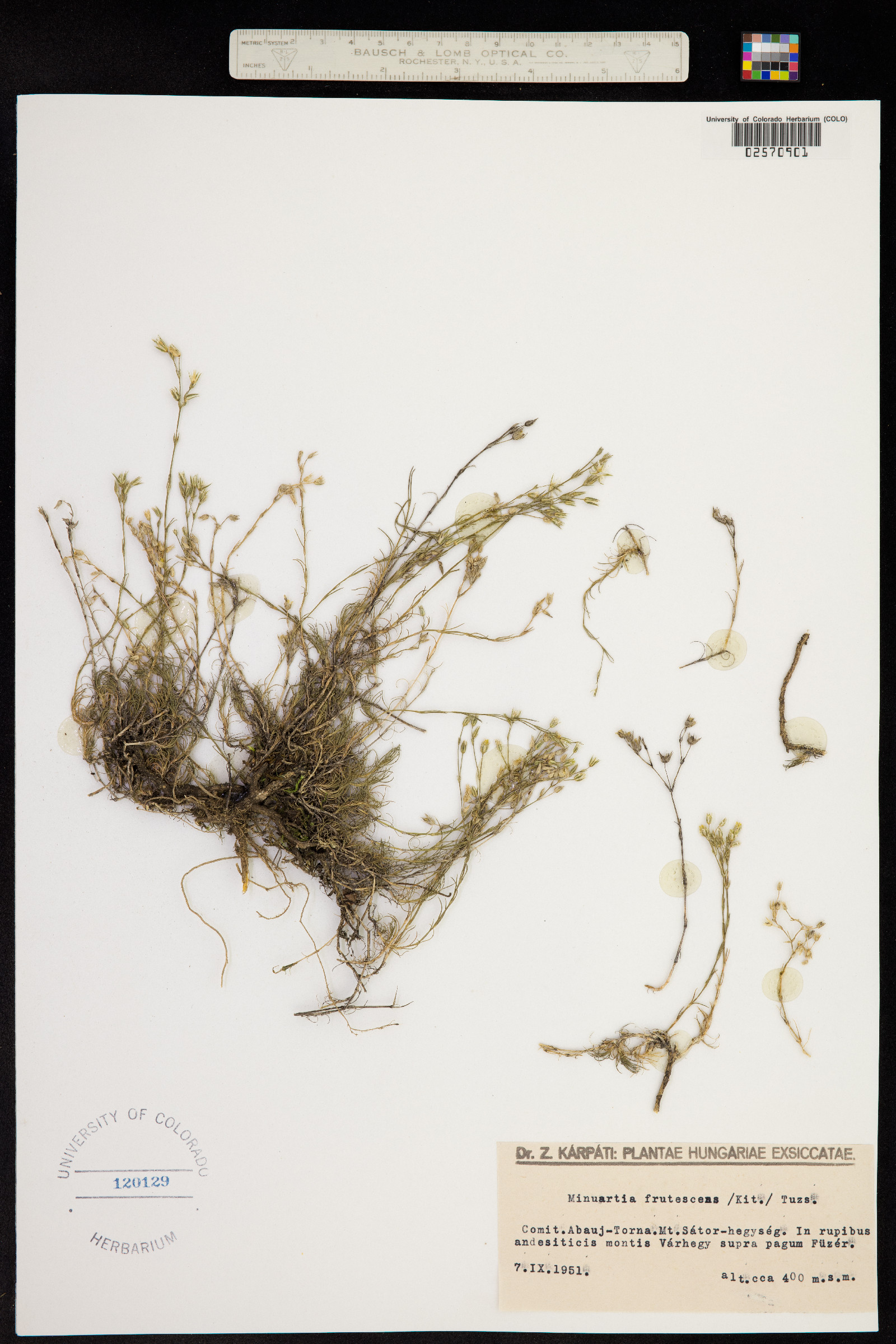 Facchinia cherlerioides image