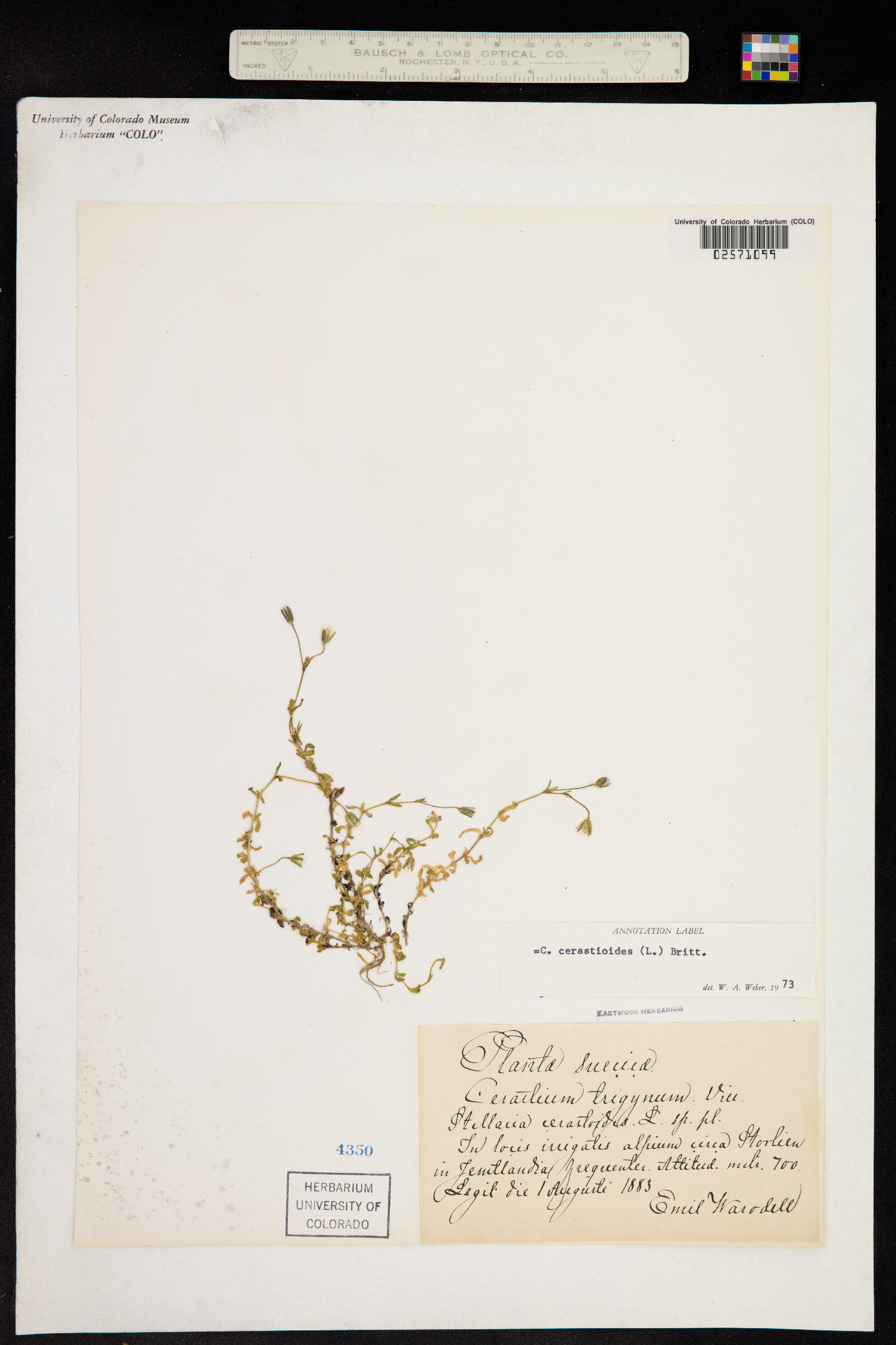 Cerastium cerastoides image