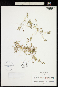 Drymaria holosteoides image