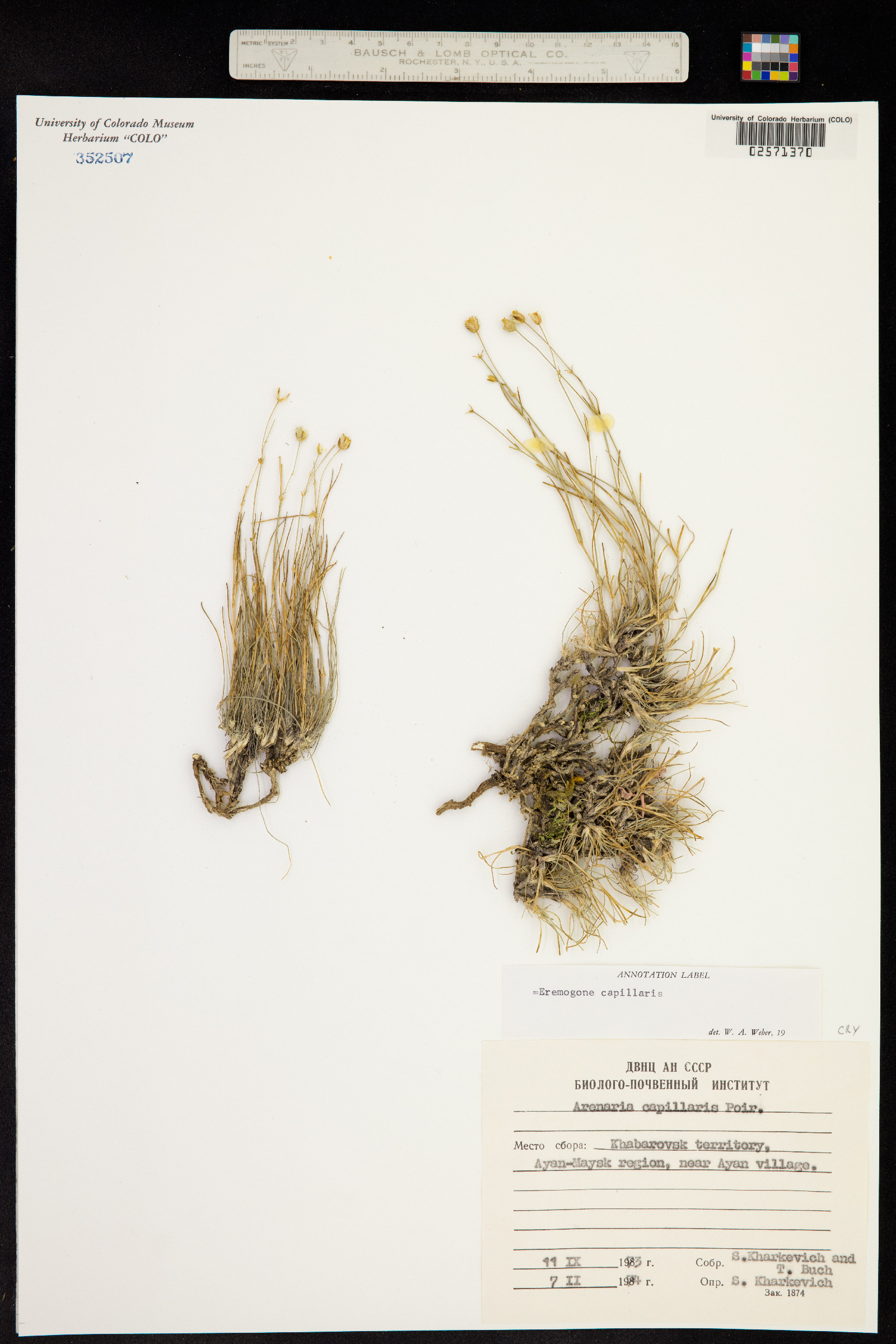 Eremogone capillaris image