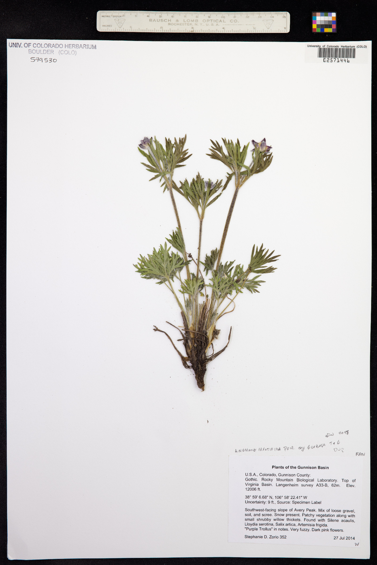 Anemone multifida var. multifida image