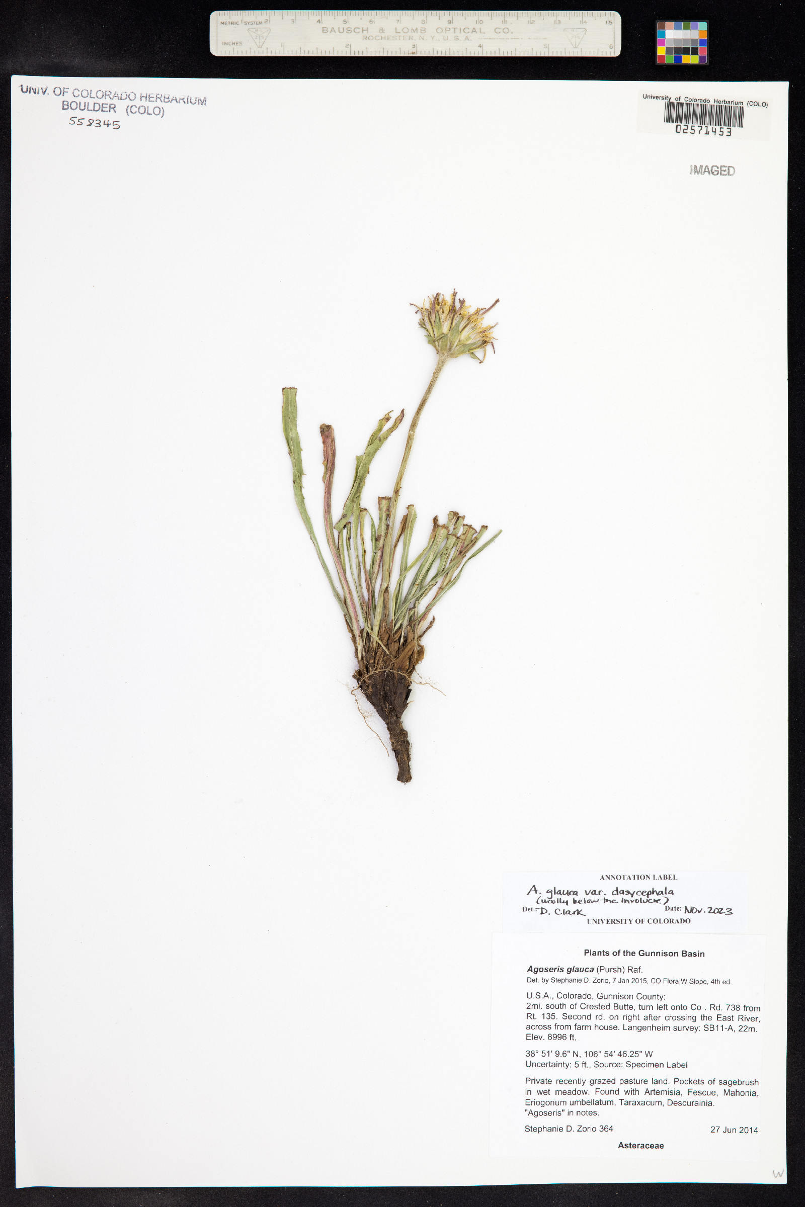Agoseris glauca var. dasycephala image