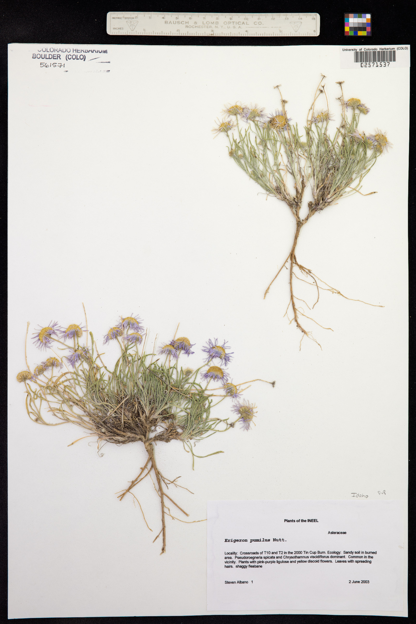 Erigeron pumilus image