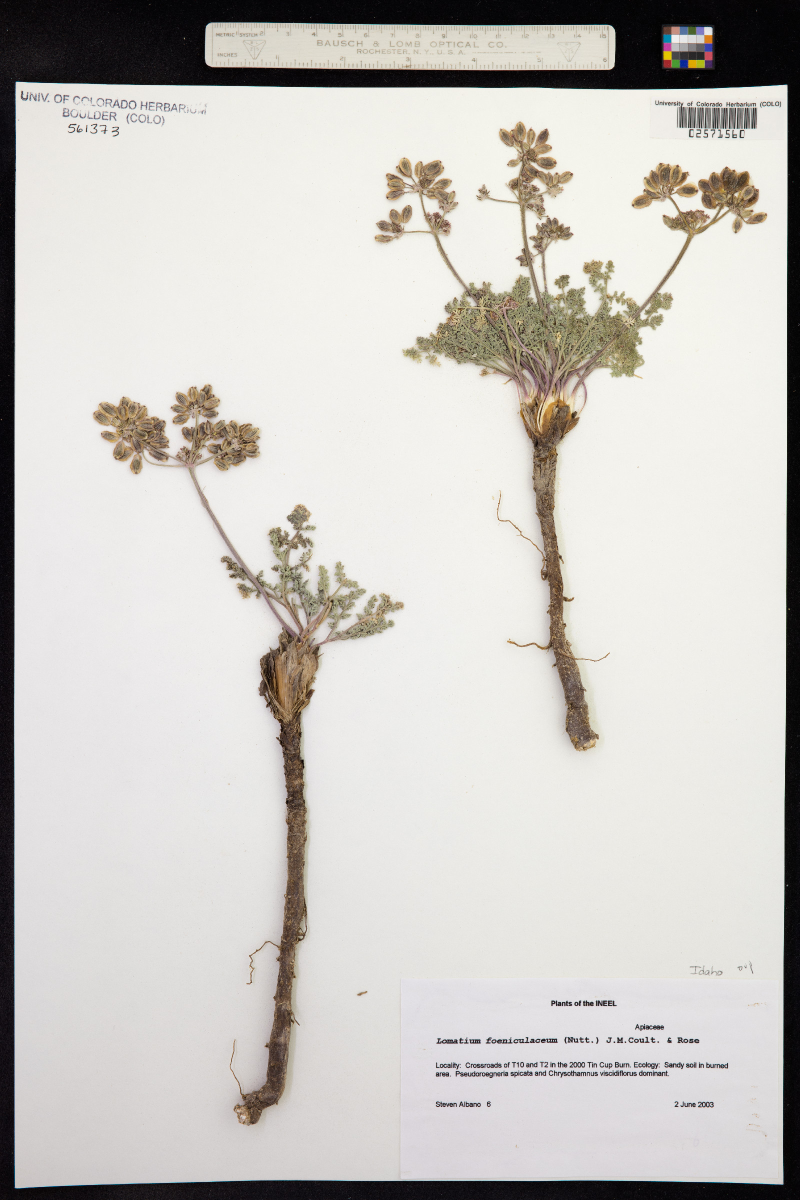 Lomatium foeniculaceum image