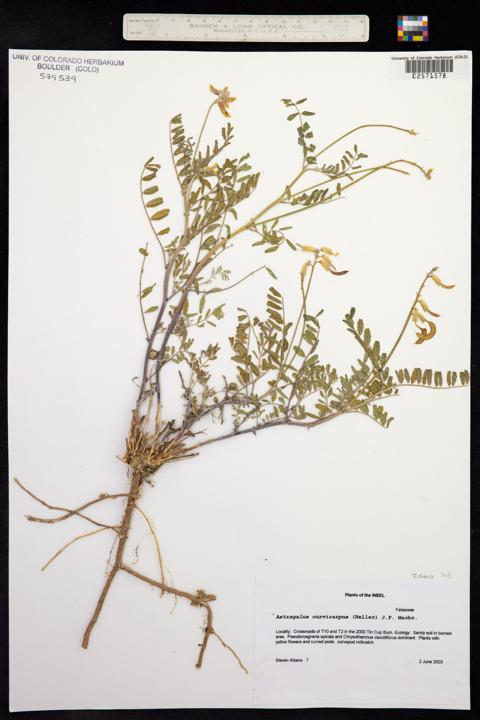 Astragalus curvicarpus image