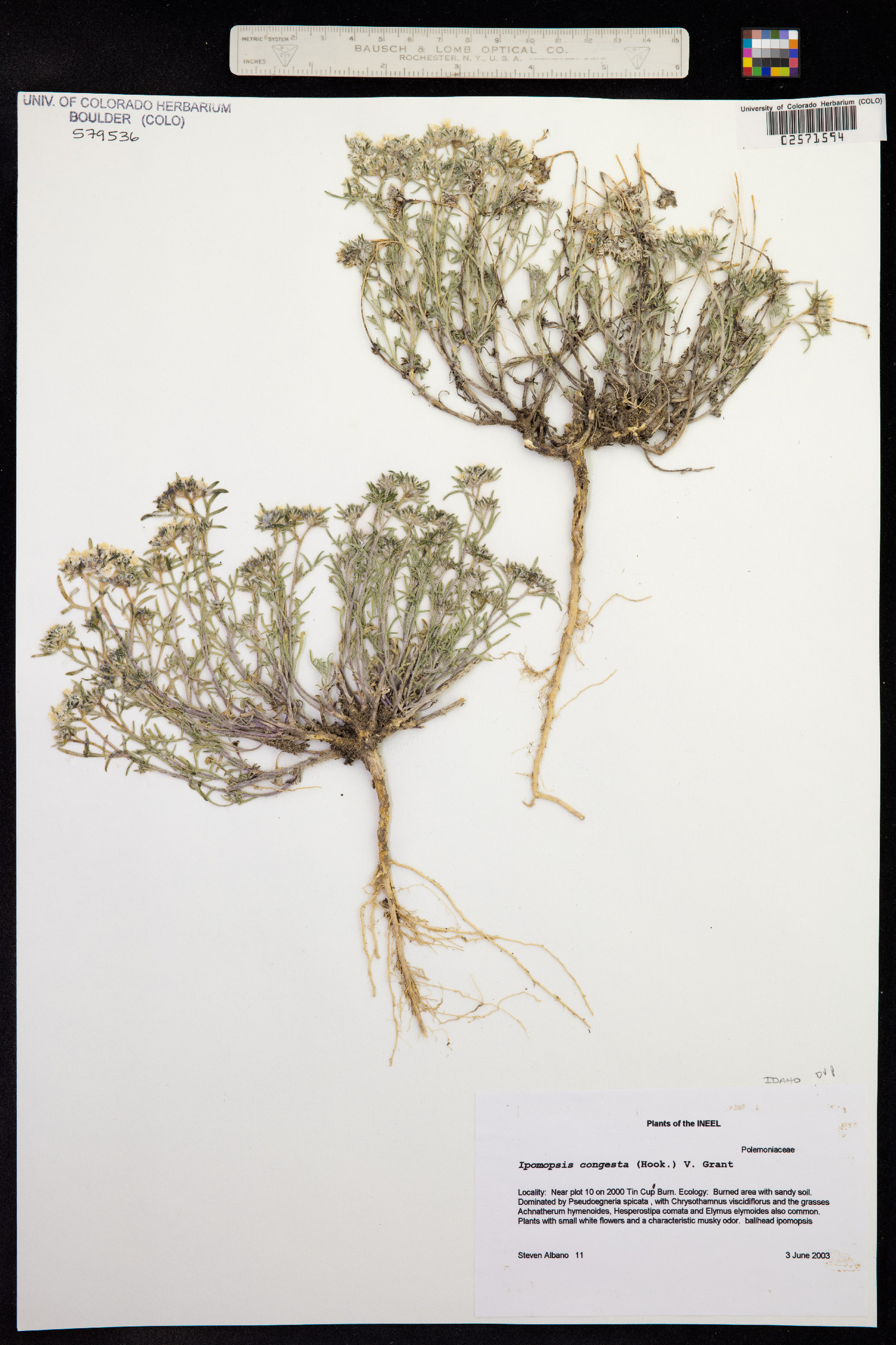 Ipomopsis congesta image
