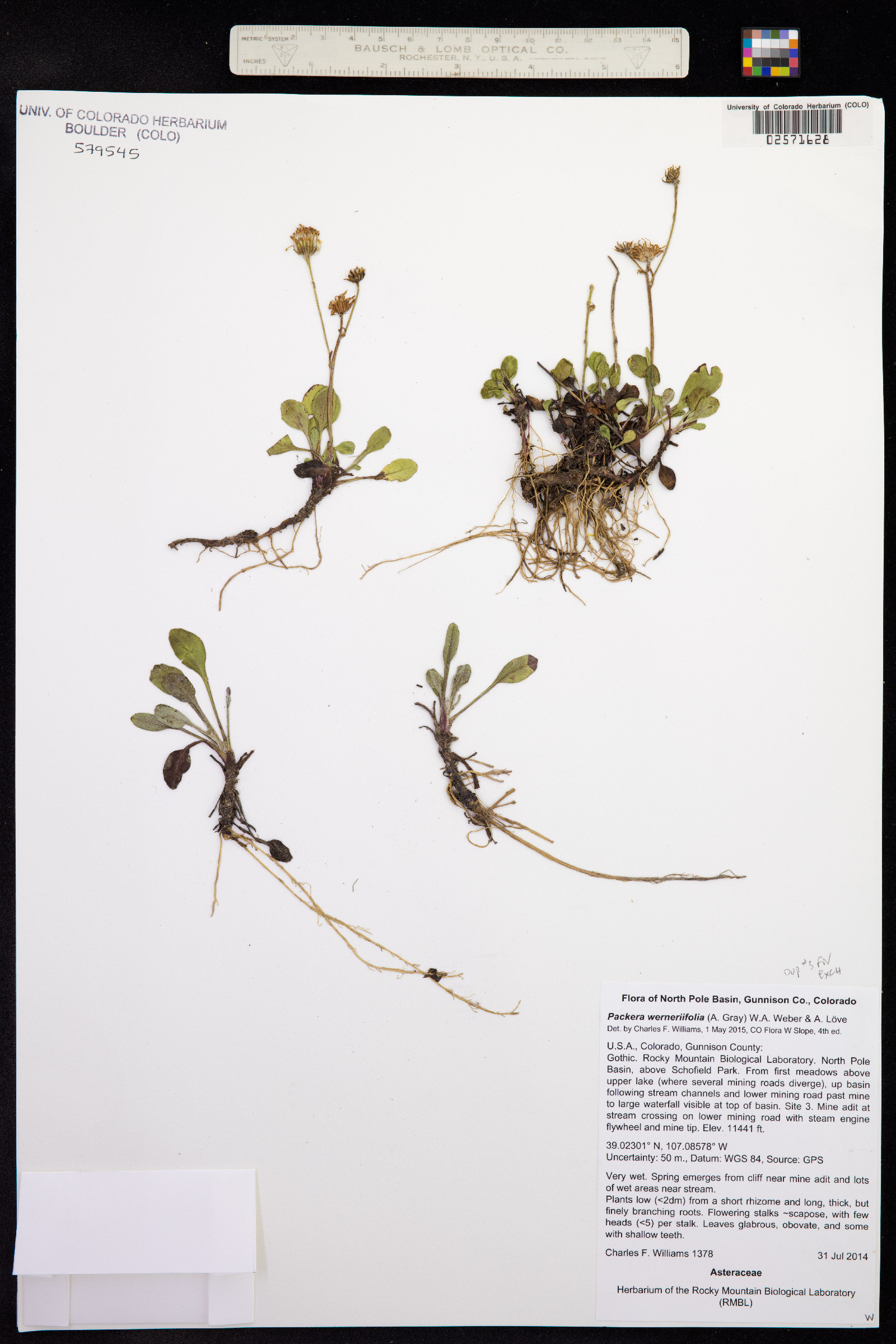Packera werneriifolia image
