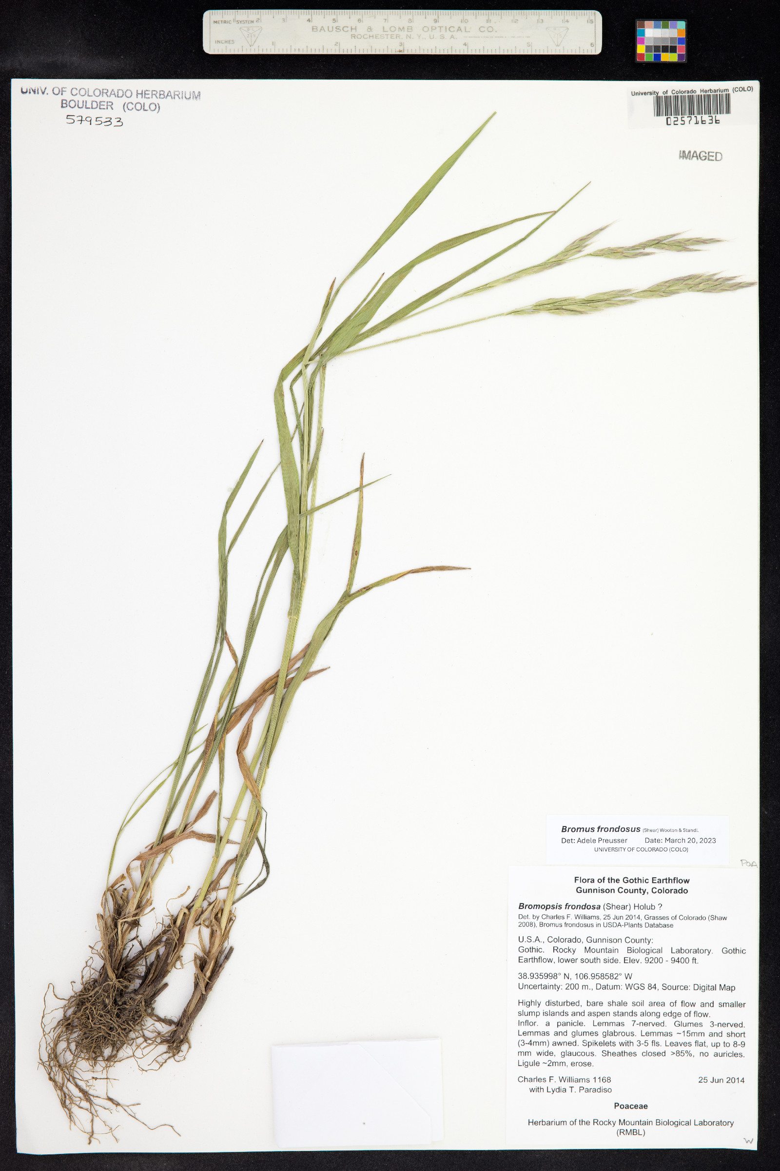 Bromus frondosus image