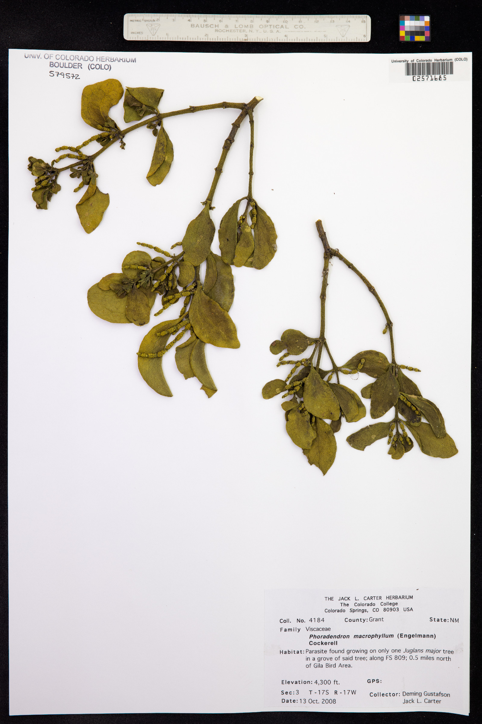 Phoradendron serotinum ssp. macrophyllum image