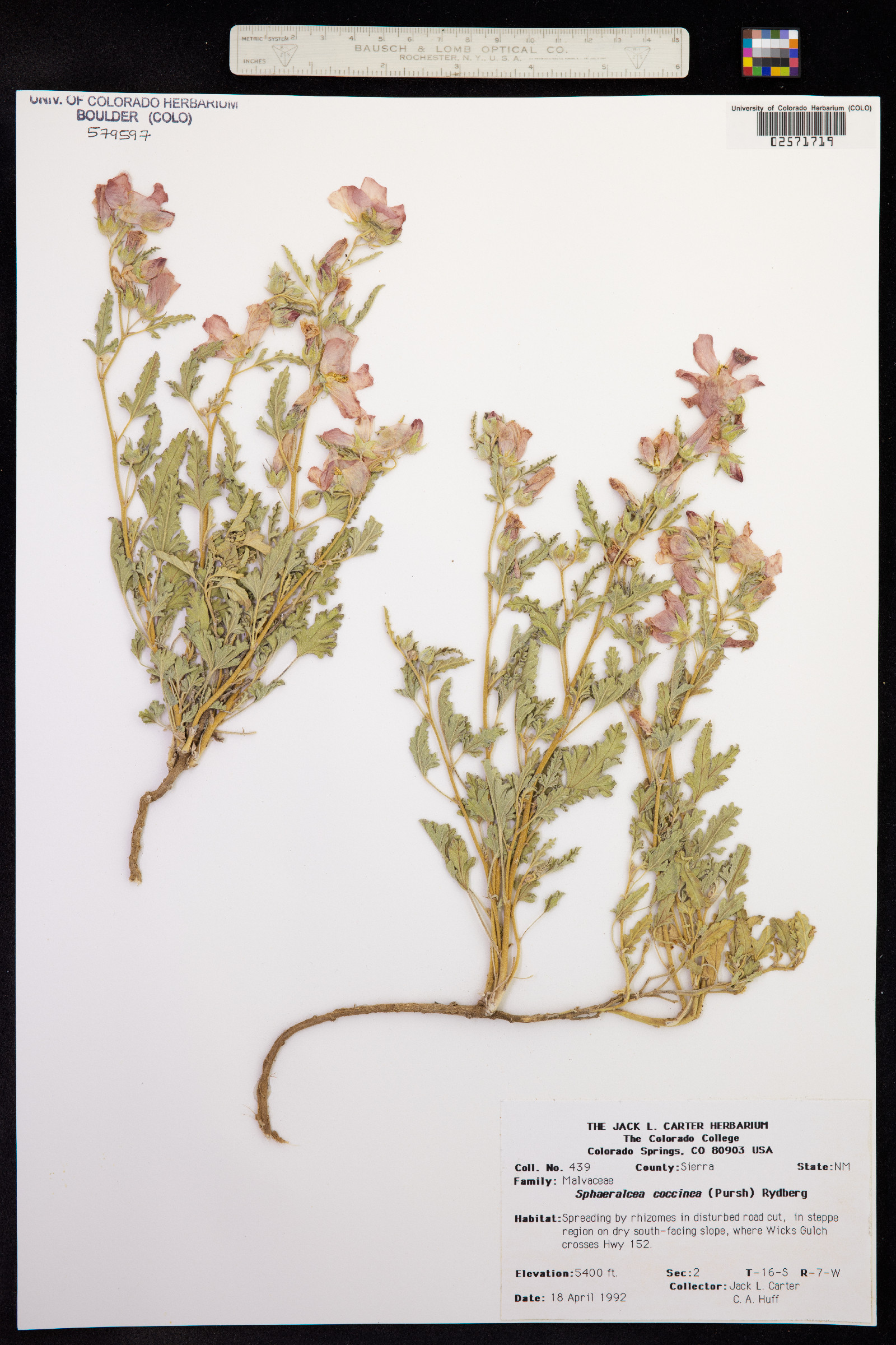 Sphaeralcea coccinea image
