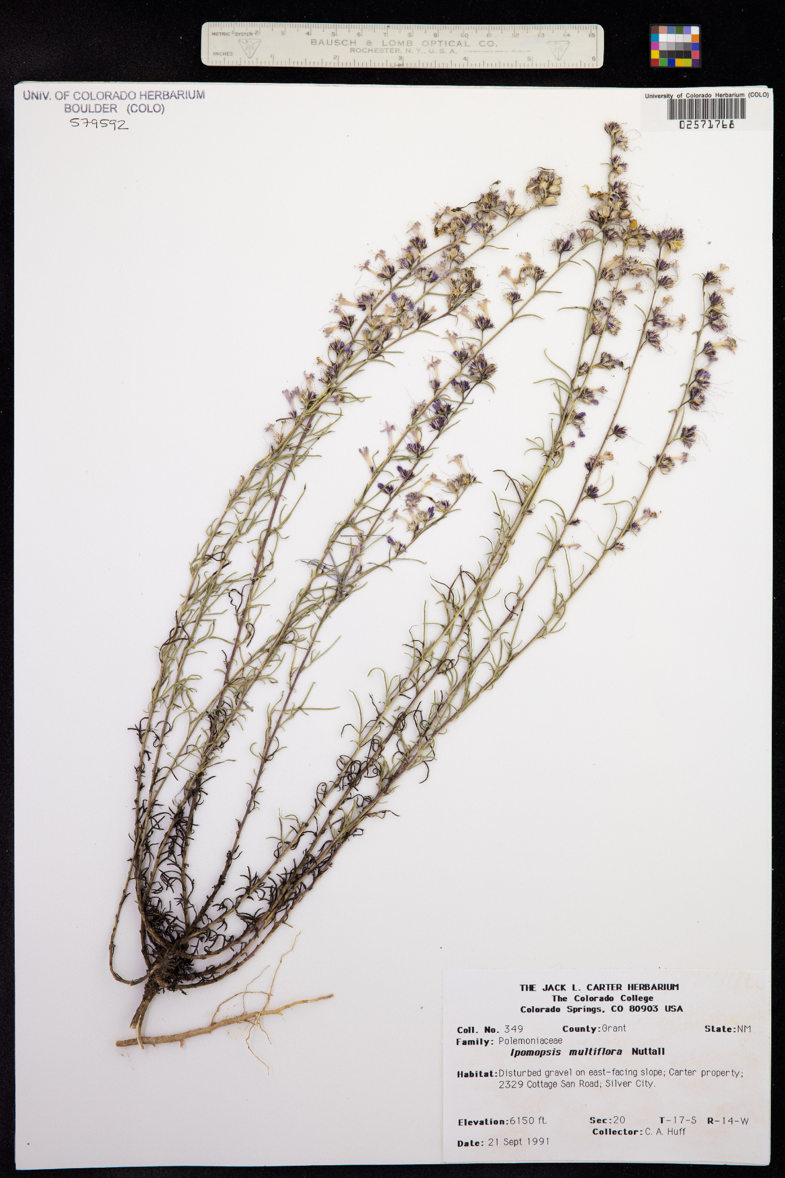 Ipomopsis multiflora image