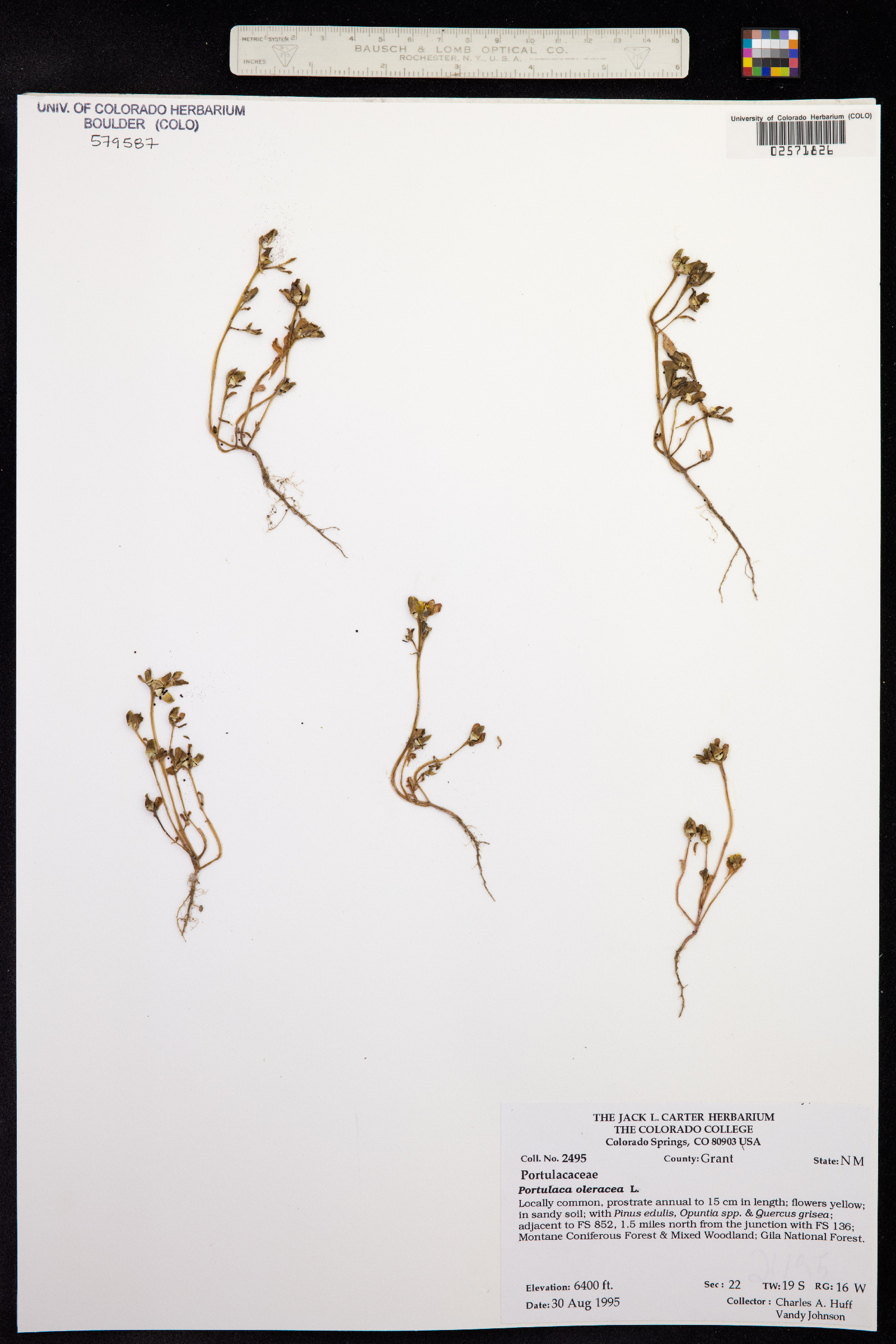 Portulaca oleracea image