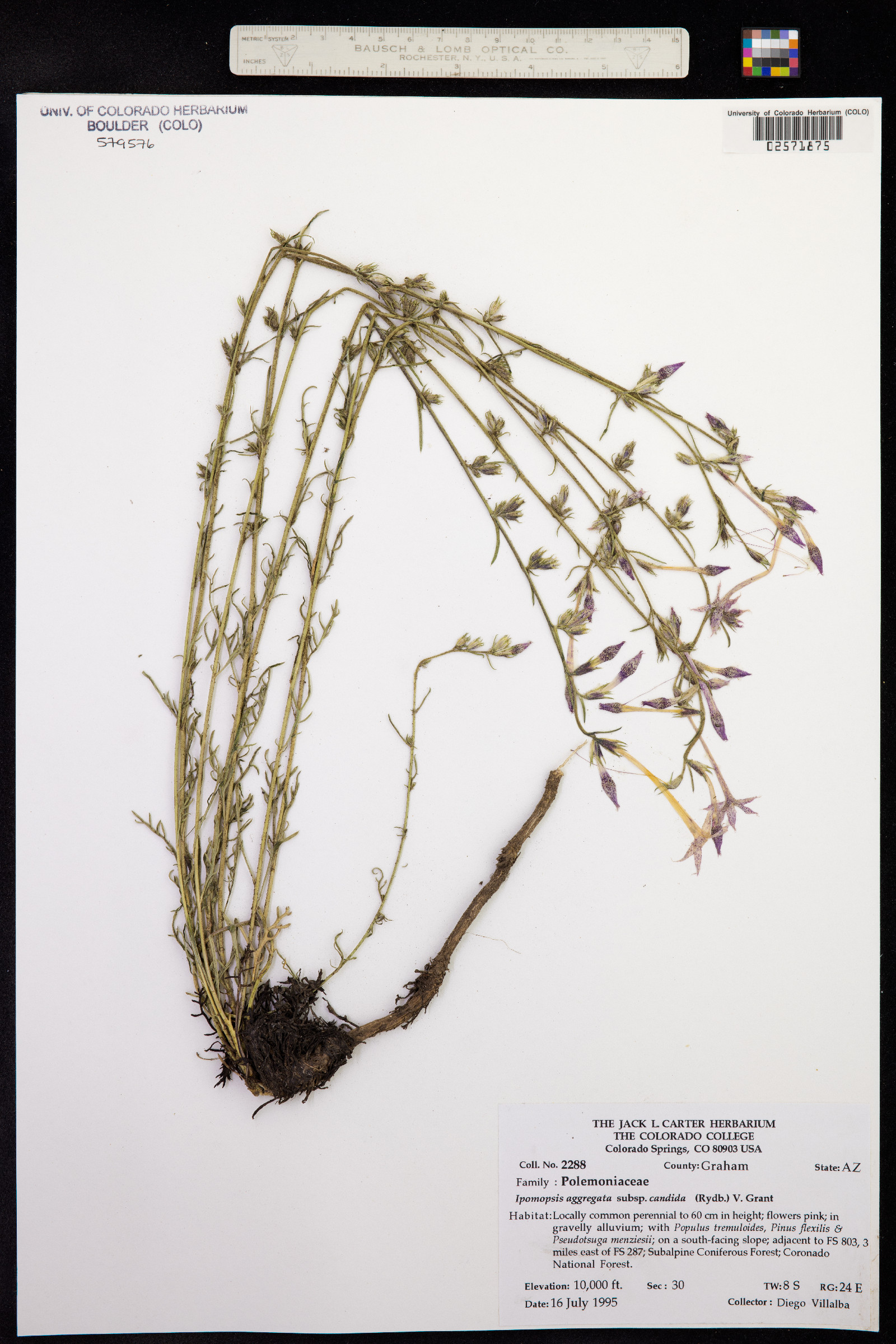 Ipomopsis aggregata image