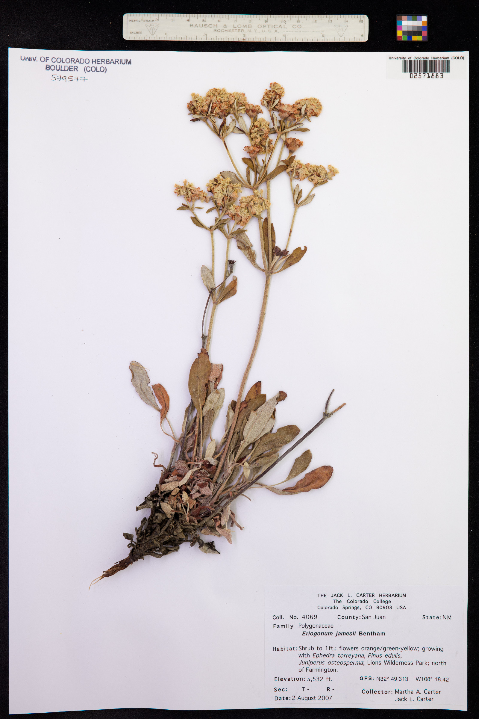 Eriogonum jamesii image