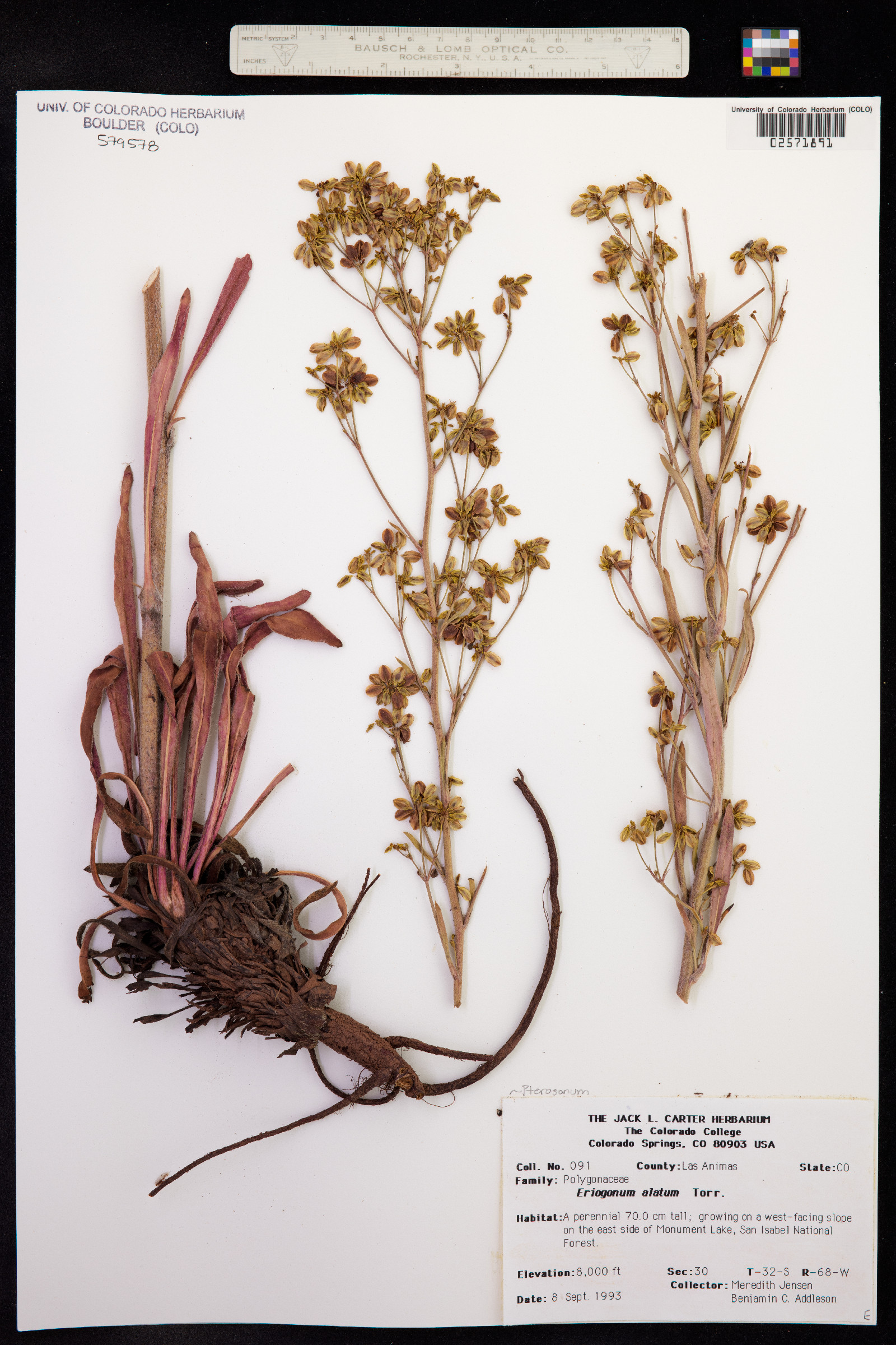 Eriogonum alatum image