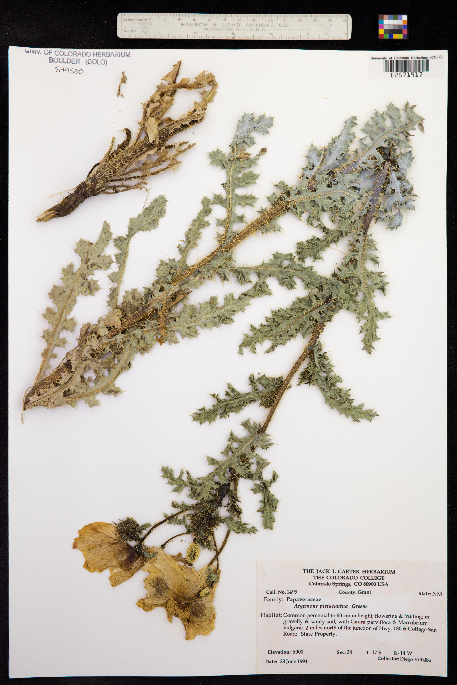 Argemone pleiacantha image