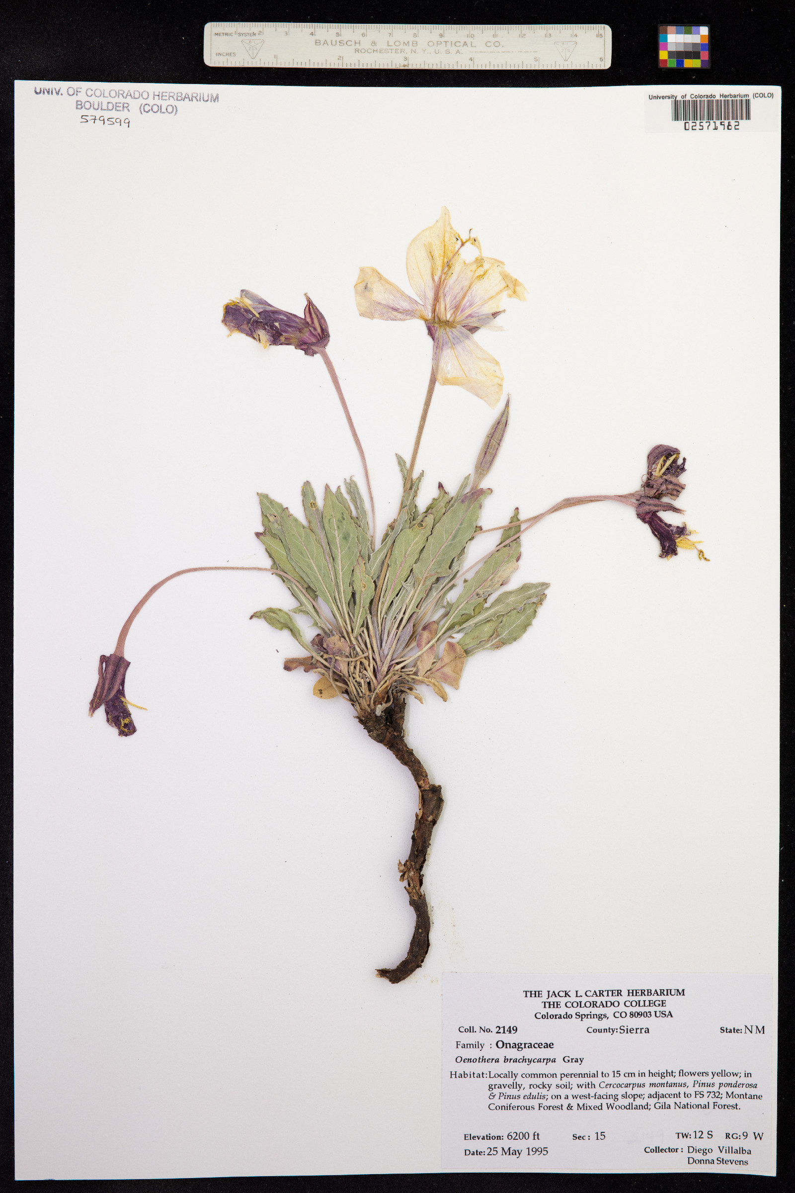 Oenothera brachycarpa image