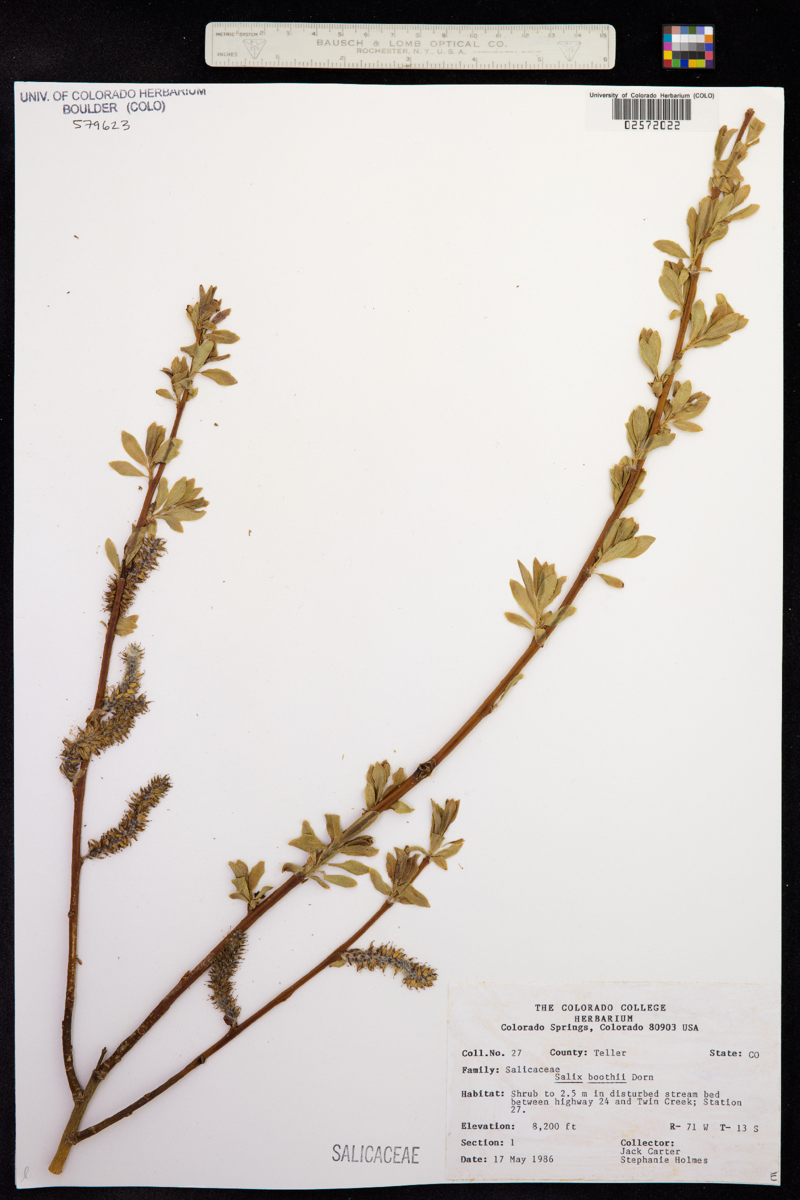 Salix boothii image