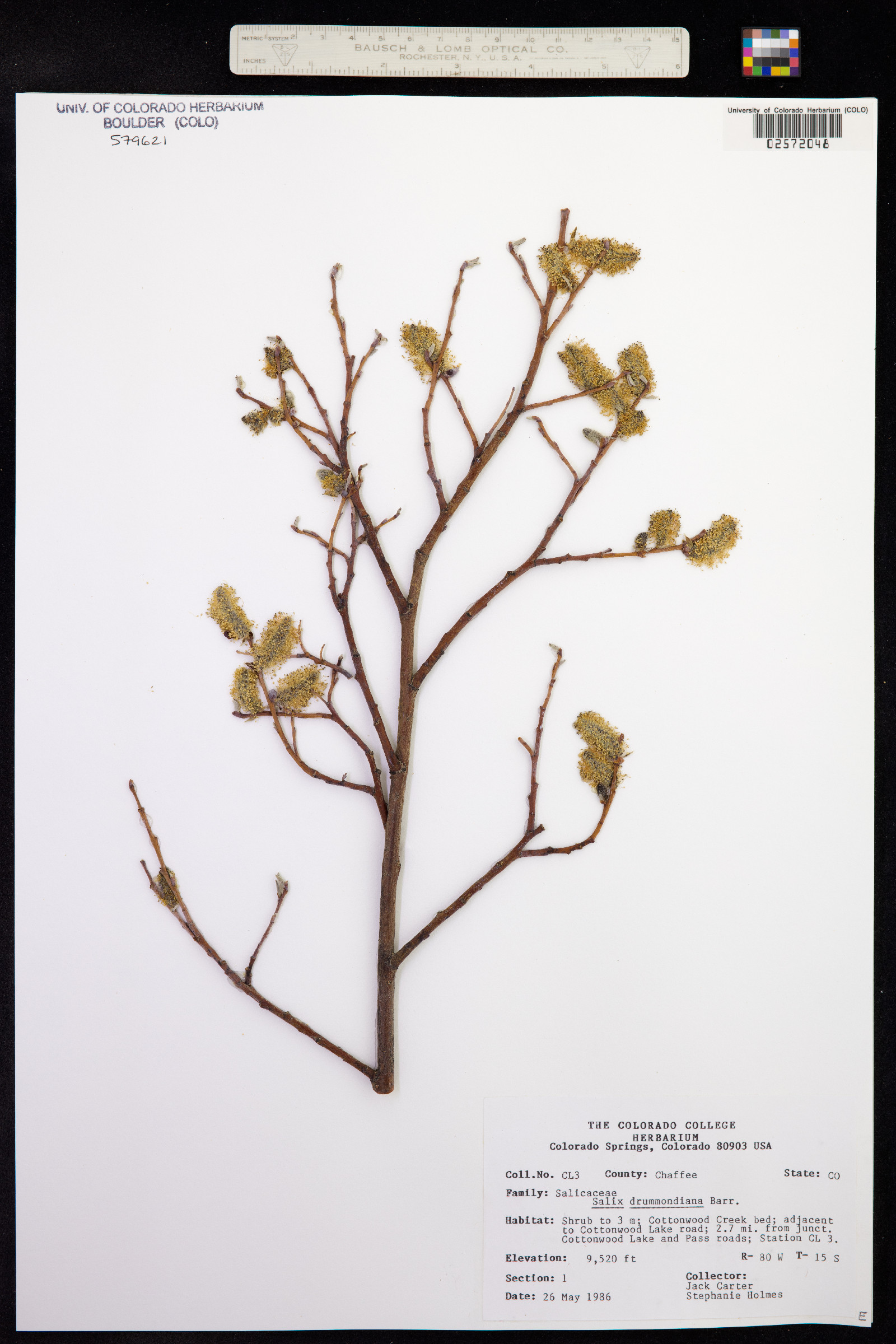 Salix drummondiana image