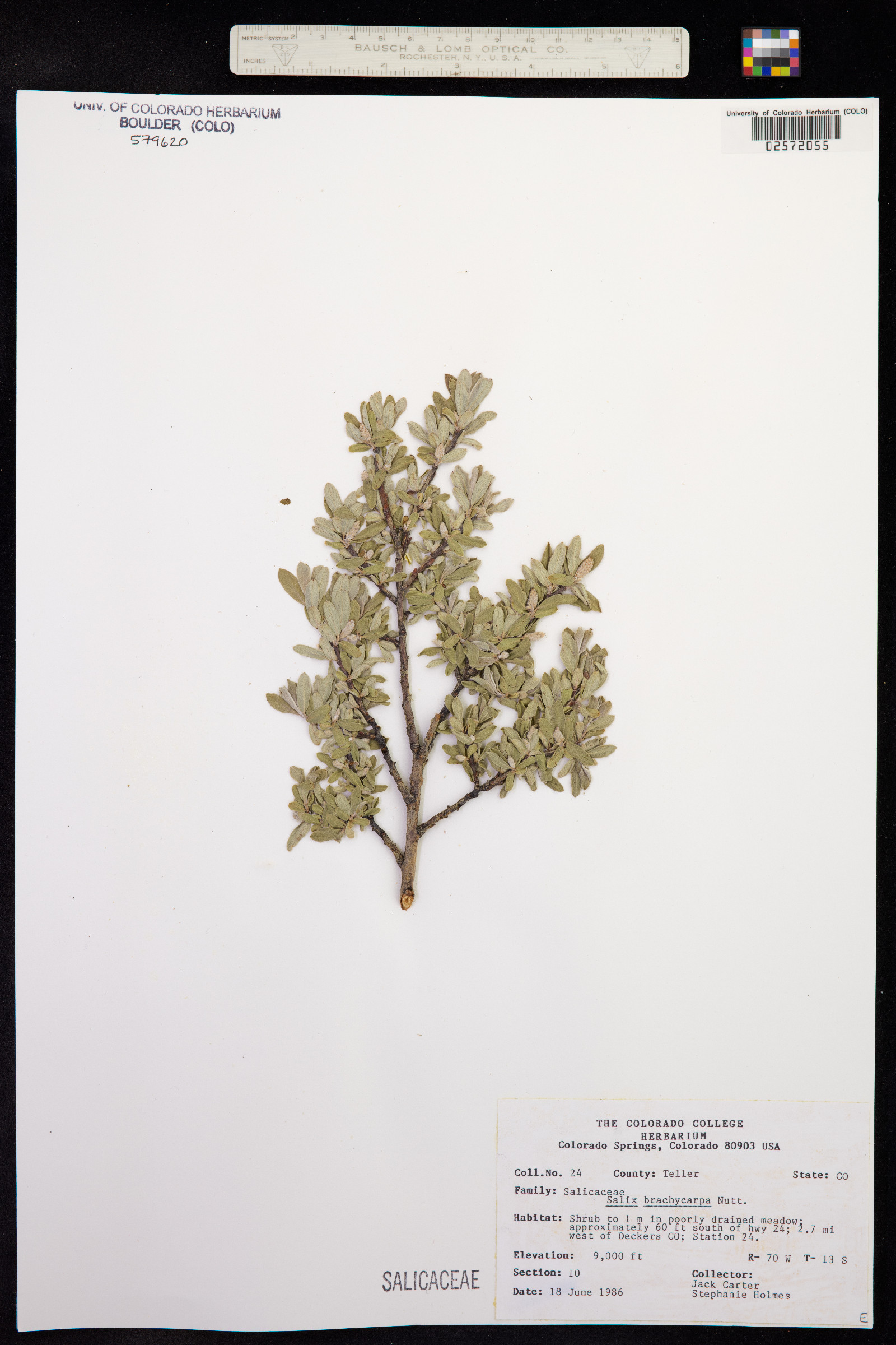 Salix brachycarpa image