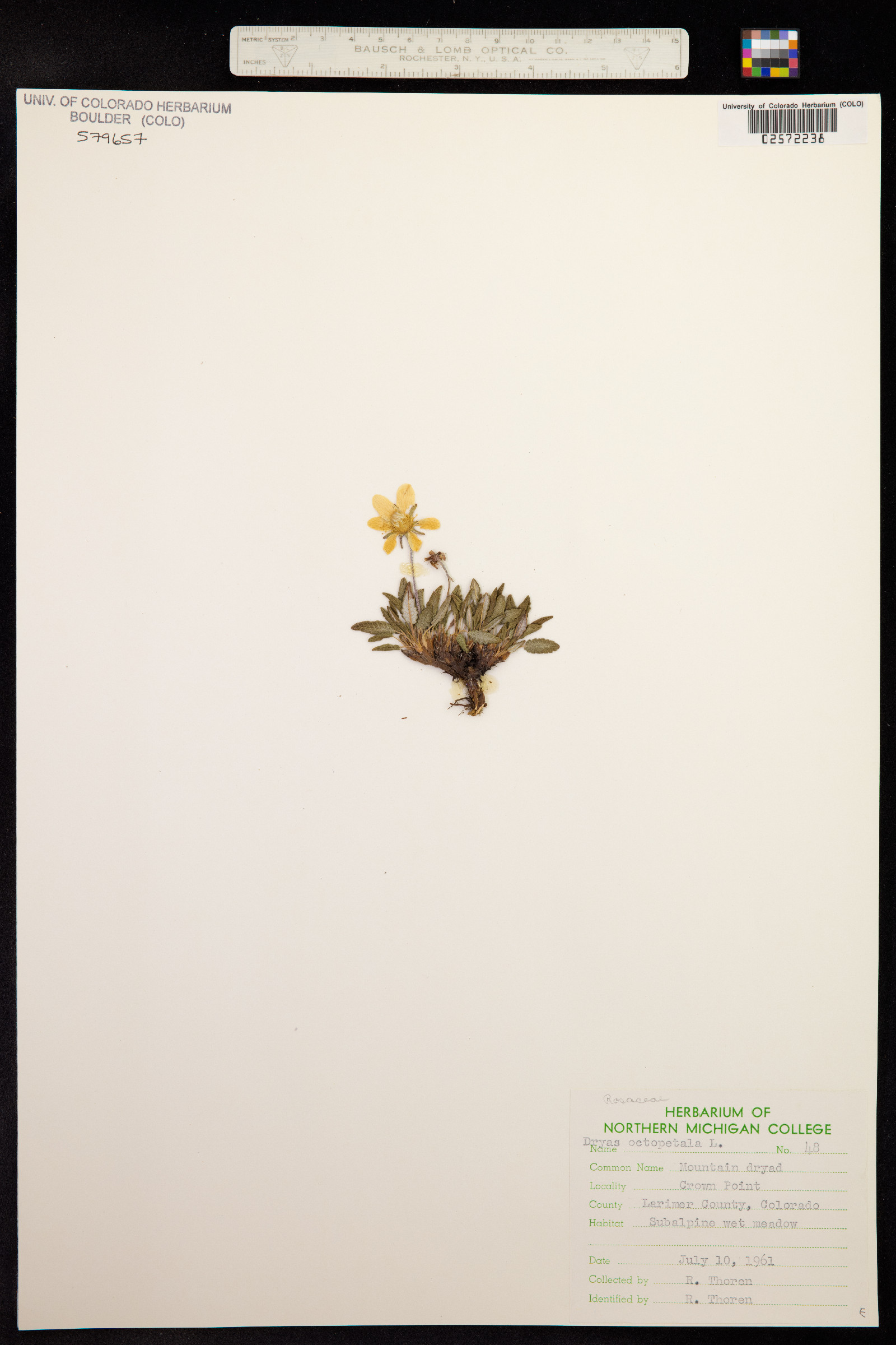 Dryas octopetala image