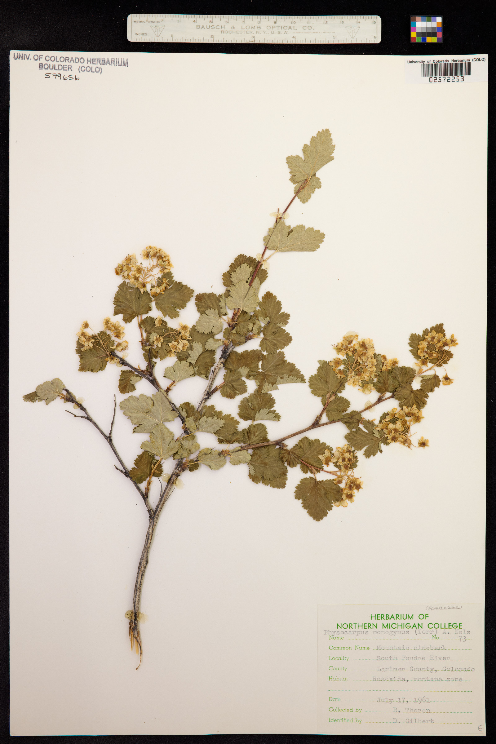 Physocarpus monogynus image